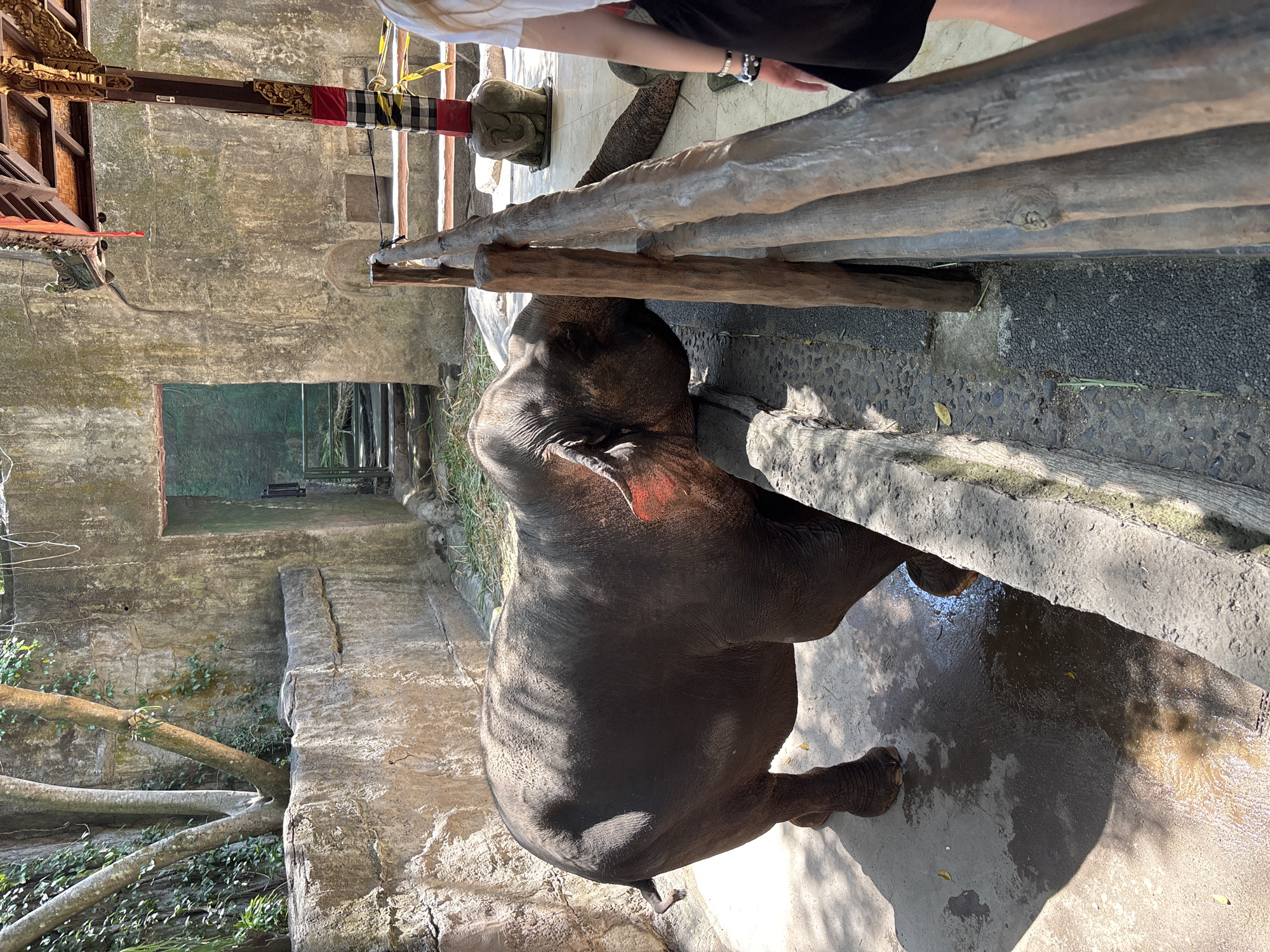 In Blahbatuh, Indonesia, an elephant is shown in a fenced enclosure. The elephant is dark gray and appears to be leaning over a wooden fence, possibly interacting with someone on the other side. The enclosure has stone walls and a concrete floor. In the background, there is a structure with a thatched roof and decorative elements. A person's legs, wearing a black skirt and white top, are visible on the right side of the image, suggesting interaction or observation of the elephant. The environment appears to be a zoo or a sanctuary.