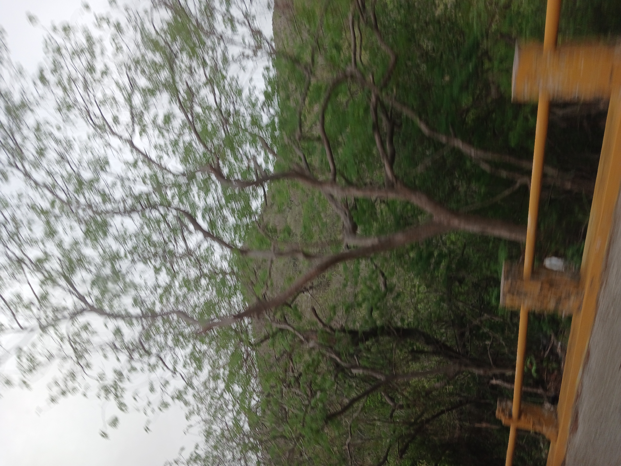 The image captures a blurred scene of trees and foliage, likely taken from a moving vehicle. In the foreground, a yellow guardrail with weathered concrete posts is visible. The trees are deciduous with bare branches and some sparse green leaves, suggesting it might be a transitional season. The background shows a dense, green hillside covered in more trees. The sky is overcast and pale. The photograph was taken in La Asuncion, Venezuela. There are no people or animals visible in the image.