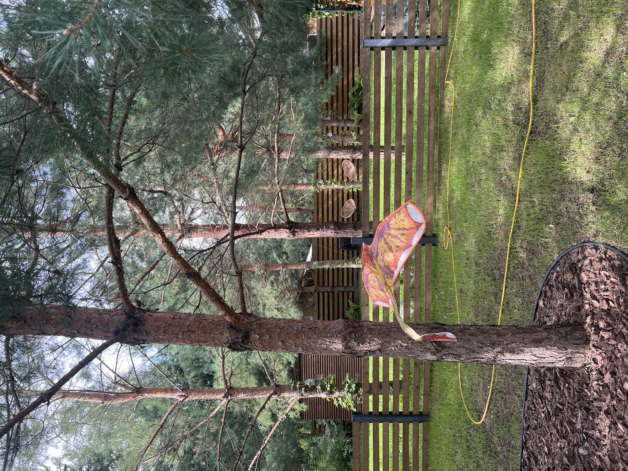 In Русский Вожой, Russia, an outdoor scene is depicted in a yard. A large pine tree stands prominently in the foreground, its trunk rough and textured. Around the base of the tree is a bed of dark brown mulch, enclosed by a black border. To the right of the tree, a bright yellow garden hose snakes across the green grass. In the middle ground, a horizontal wooden fence stretches across the image, with dark vertical posts. Behind the fence, more trees and a wooden structure are visible. A colorful kite, predominantly orange and red with some yellow and white elements, hangs from the trunk of the pine tree, its tail trailing down. The kite appears to be tied or caught on the tree. The sky above is overcast, suggesting a daytime scene with diffused light. The environment is natural and appears to be well-maintained, with neatly trimmed grass and organized landscaping.