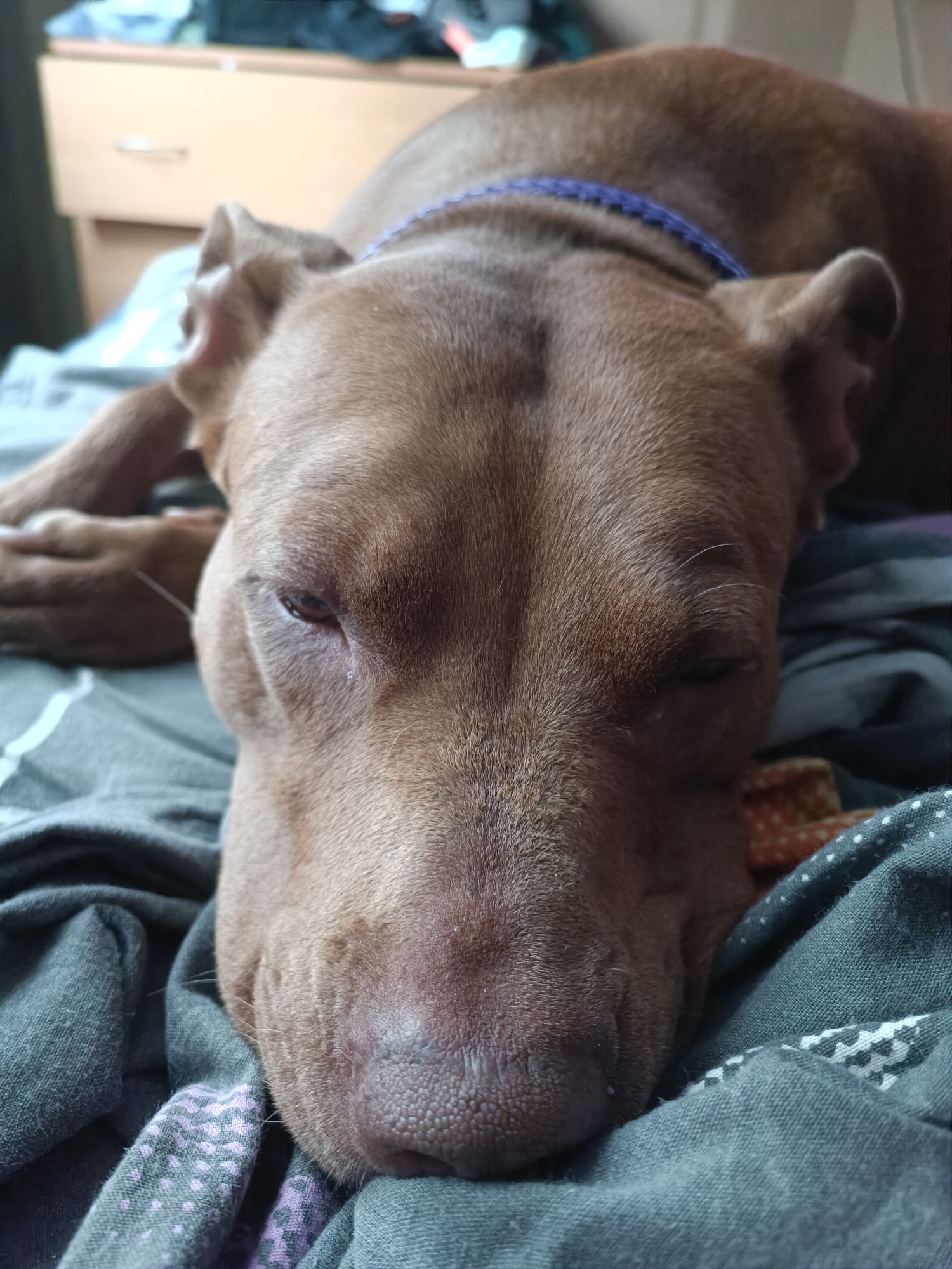 A close-up, eye-level shot shows a brown pit bull dog sleeping on a bed in an indoor setting. The dog is lying on its side, with its head resting on a pillow and its body partially covered by a grey blanket with a purple and white patterned design. The dog's eyes are closed, and its mouth is slightly open. A blue collar is visible around the dog's neck. The background is blurred, but appears to be a bedroom with a wooden dresser and a window. The lighting is soft and diffused, suggesting it is daytime. The image does not contain any information about the city of Zaporizhzhia, Ukraine.