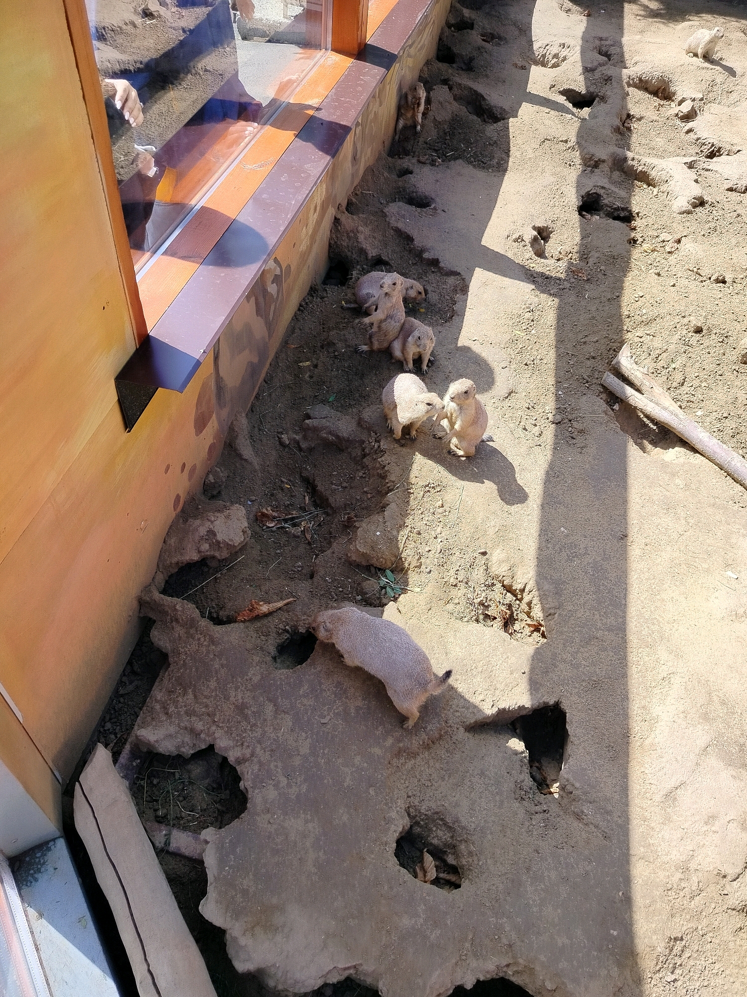 The image depicts a group of prairie dogs in an outdoor enclosure, possibly at a zoo or wildlife park. The enclosure appears to be sandy with some rocky or concrete structures and burrows. Several prairie dogs are visible, some standing and interacting, while others are partially obscured or in the background. One prairie dog is closer to the foreground, on a large, flat rocky surface. The environment is well-lit by sunlight, casting shadows across the scene. The perspective suggests the viewer is looking down into the enclosure, with a building or structure visible on the left side, which has a window. There is no information in the image to suggest a specific location in Chișinău, Moldova.