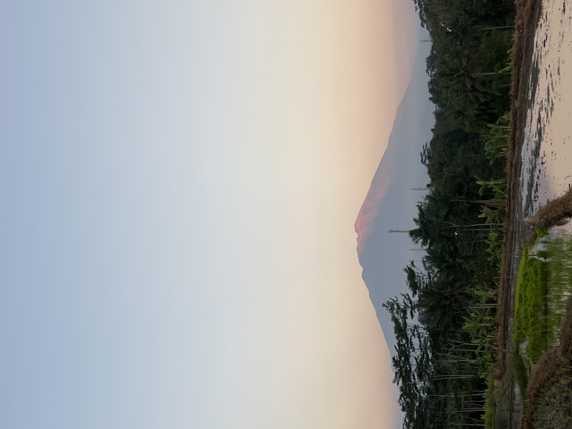 A vertical, medium shot captures a serene natural landscape in Kalijoso, Indonesia, under a pale, gradient sky. The top two-thirds of the image are dominated by a smooth sky transitioning from a light blue at the top to a soft, peachy hue near the horizon. In the distance, a majestic, hazy mountain range rises, with the peak of a prominent volcano catching a warm, reddish glow, suggesting it is either sunrise or sunset.
A dense line of lush green trees, varying in height and type, forms a verdant band across the mid-section of the frame, separating the sky from the foreground. Among the trees, some appear taller and more slender, possibly palm trees or similar tropical varieties, while others are shorter and bushier.
The foreground reveals a carefully cultivated rice paddy field. The field is divided into terraces, with some sections showing flooded plots reflecting the sky and surrounding greenery. Patches of vibrant green rice seedlings are visible, indicating active cultivation. The muddy borders of the paddy fields are clearly defined. A few white egrets can be seen in the water, adding a touch of wildlife to the scene. The overall impression is one of tranquility and rural Indonesian life.