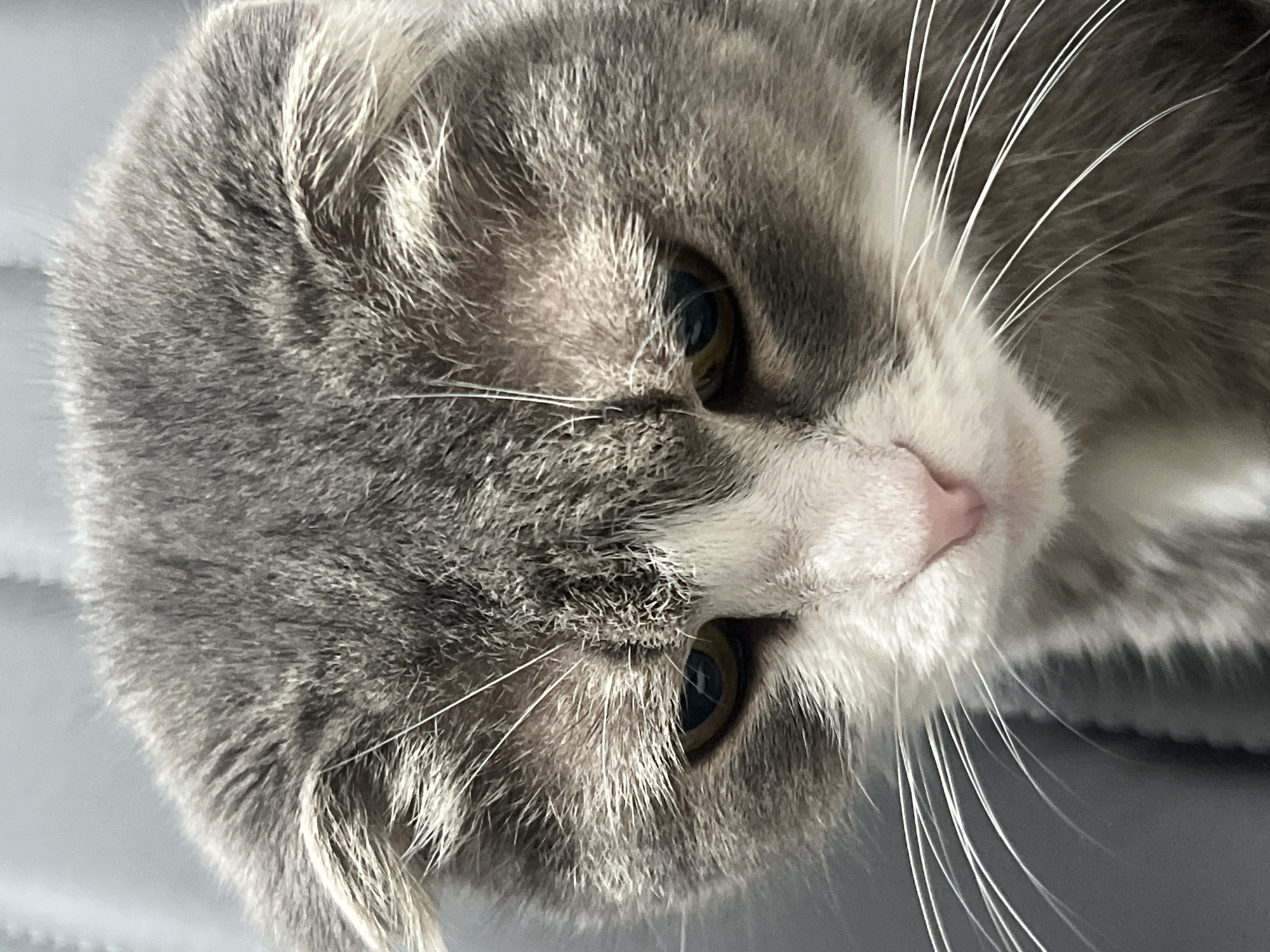 This is a close-up, low-angle, headshot photograph of a grey and white Scottish Fold cat. The cat is facing downwards and slightly to its right. Its ears are folded down, characteristic of the breed. The cat has yellow-green eyes, a pink nose, and long white whiskers. The fur is a mix of grey and white, with tabby markings on the grey areas. The background is a soft, out-of-focus grey surface, possibly a wall or fabric. The lighting appears to be soft, creating subtle shadows on the cat's face. The image does not depict any location in the city of Choeng Thale, Thailand, or any human presence.