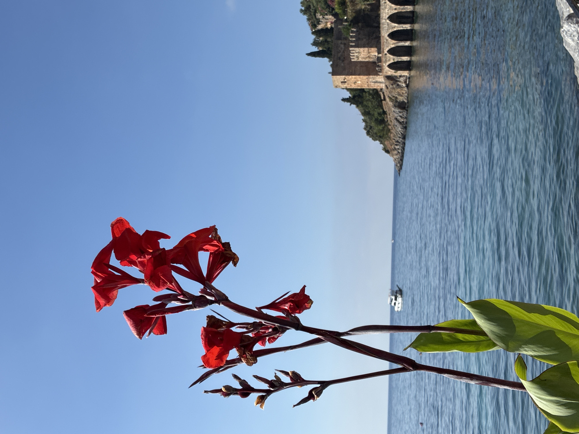 A red Canna Lily flower with green leaves is in the foreground, with its stems reaching upwards. In the background, the sea stretches out under a clear blue sky. A white boat is visible on the water. To the right, on a hill overlooking the sea, is an ancient stone structure with arched openings and a tower. This is likely the historic Alanya Castle, a prominent landmark in Alanya, Turkey. The image captures a sunny day, with the sea appearing calm and the sky cloudless.