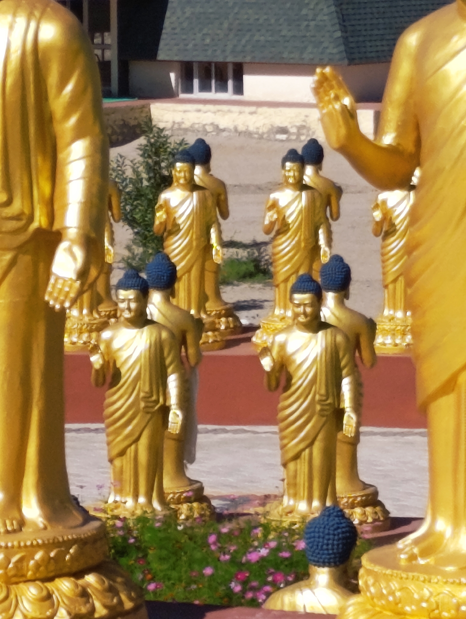 The image displays a collection of golden Buddha statues, some of which have blue caps. Several large, prominent statues stand in the foreground, while smaller ones are visible in the background. The statues are arranged in an outdoor setting, with a building featuring a green tiled roof and windows visible in the upper portion of the image. There is also some greenery and small pink flowers in the foreground. The scene appears to be at the Sankar Monastery in Leh, India, known for its collection of Buddhist art and artifacts.
