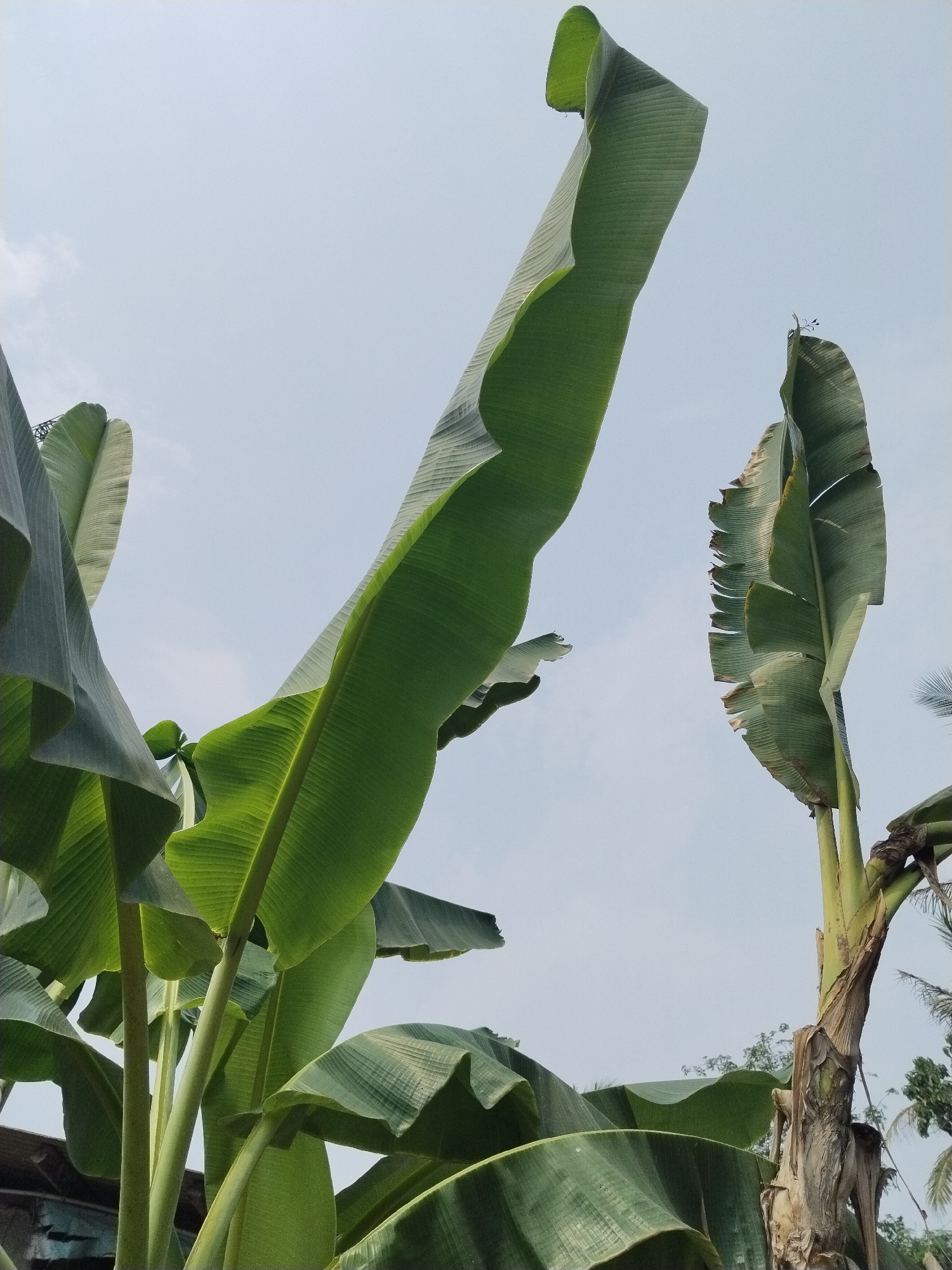 In Kampung Baru, Indonesia, several large, green banana leaves dominate the foreground, reaching upwards towards a pale blue, slightly cloudy sky. The leaves are varied in size and position, with some unfurling and others appearing more weathered and torn. In the middle ground, a thick, fibrous banana stalk stands, showing signs of age and past growth. The background is a soft blur of distant greenery and hints of man-made structures, suggesting a semi-rural or suburban setting. The overall impression is one of lush, natural growth juxtaposed with signs of human habitation.