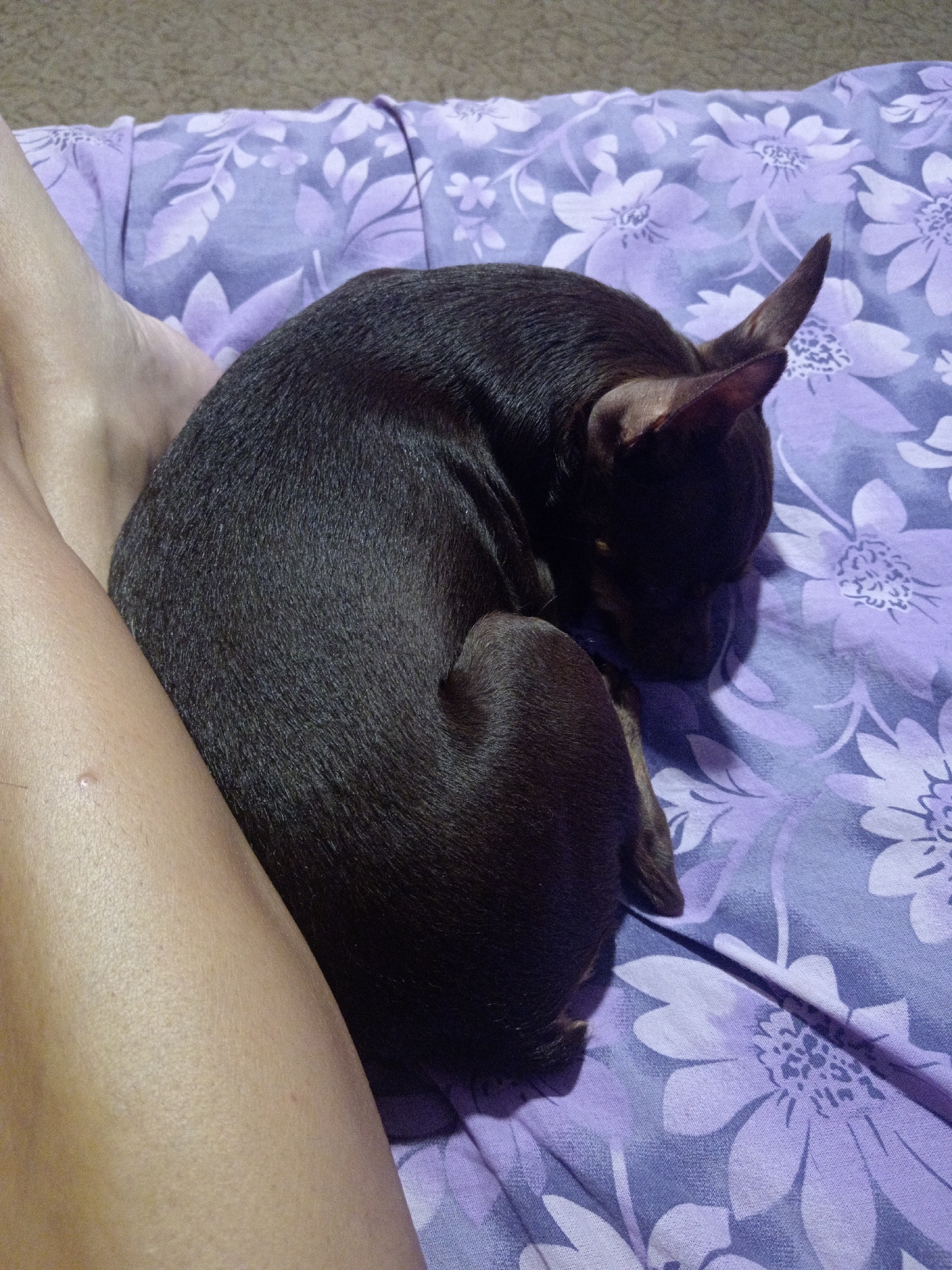 A small, dark-colored dog is curled up asleep on a purple floral patterned blanket. The dog's body is tucked into a tight ball with its head resting on its paws. A person's leg is visible to the left of the dog, resting on the same blanket. The background appears to be a textured surface, possibly a carpet or upholstery. The scene is indoors.