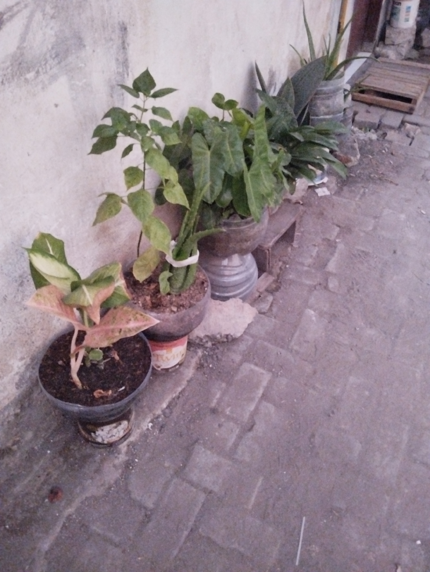 The image shows an outdoor scene at ground level. In the foreground, there are three potted plants. The leftmost plant is in a dark circular pot and has variegated pink and green leaves. The middle plant, in a similar dark circular pot, is taller and has green, spade-shaped leaves, with a white tie around its stem. The rightmost plant is in a weathered, cylindrical container with a ribbed texture, and has thin, upright green leaves resembling a snake plant. The plants are arranged along a rough, off-white wall, which shows some dark smudges and texture. The ground is paved with interlocking bricks, some of which are cracked or worn. To the right of the potted plants, further back, there are some construction materials including what appears to be a wooden pallet and some stacked bricks or concrete blocks. The overall lighting suggests it might be dusk or an overcast day.