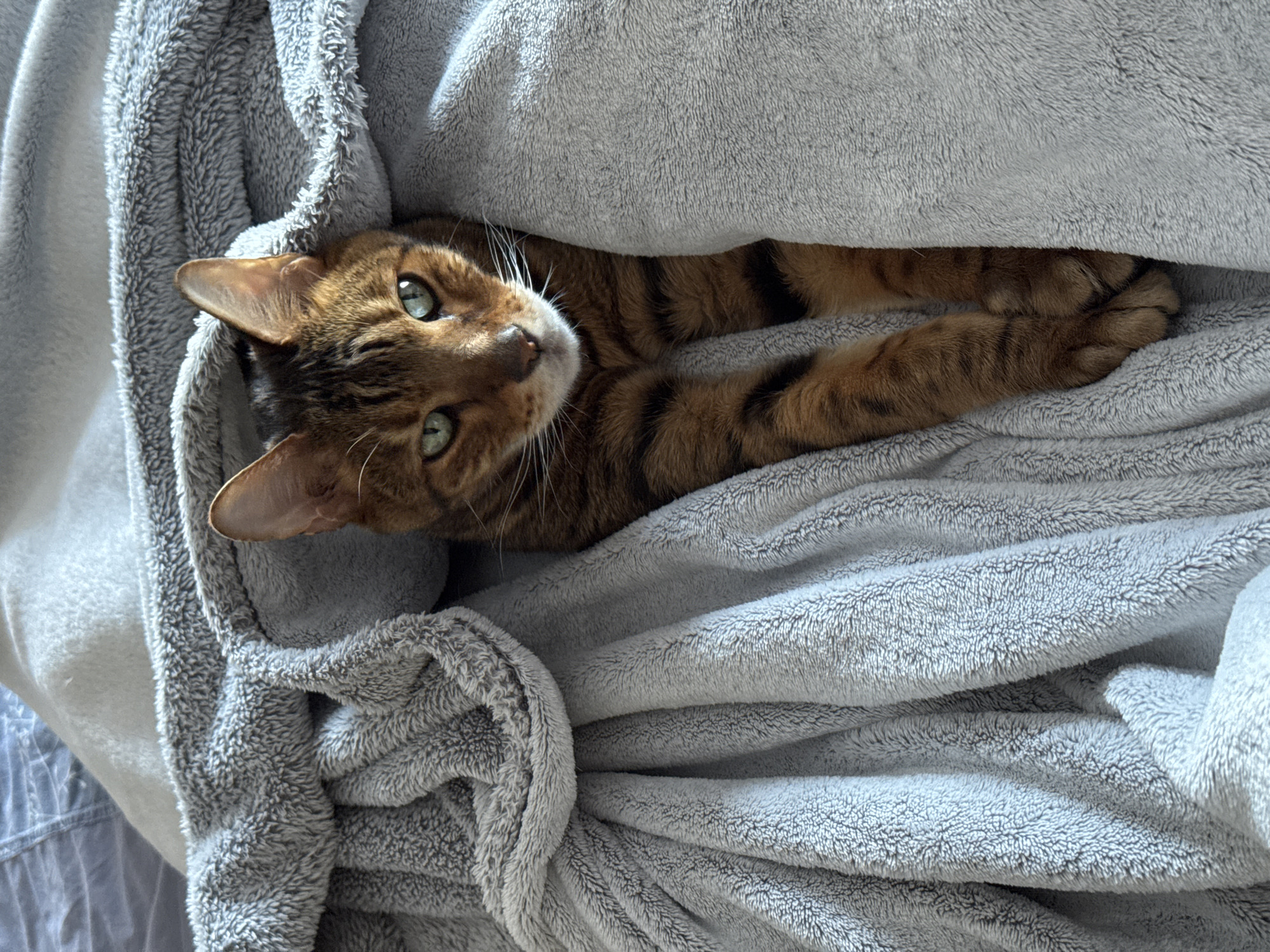 An eye-level shot captures a domestic cat, likely a Bengal due to its distinctive rosetted brown and black coat, nestled comfortably within a plush, light gray blanket. The cat's head and front paws are visible, peeking out from under the soft material. Its captivating emerald green eyes are wide and focused directly at the viewer, conveying a calm and inquisitive expression. Prominent white whiskers fan out from its snout.
The blanket, made of a very soft, textured material, is draped and folded around the cat, suggesting a cozy and warm environment, possibly on a bed or sofa. The lighting is soft and natural, indicating an indoor setting, likely during daylight hours. No specific time of day or weather conditions are discernible, nor are any definitive location cues beyond an interior space. There is no visible text in the image. The overall scene evokes a strong sense of comfort and relaxation.