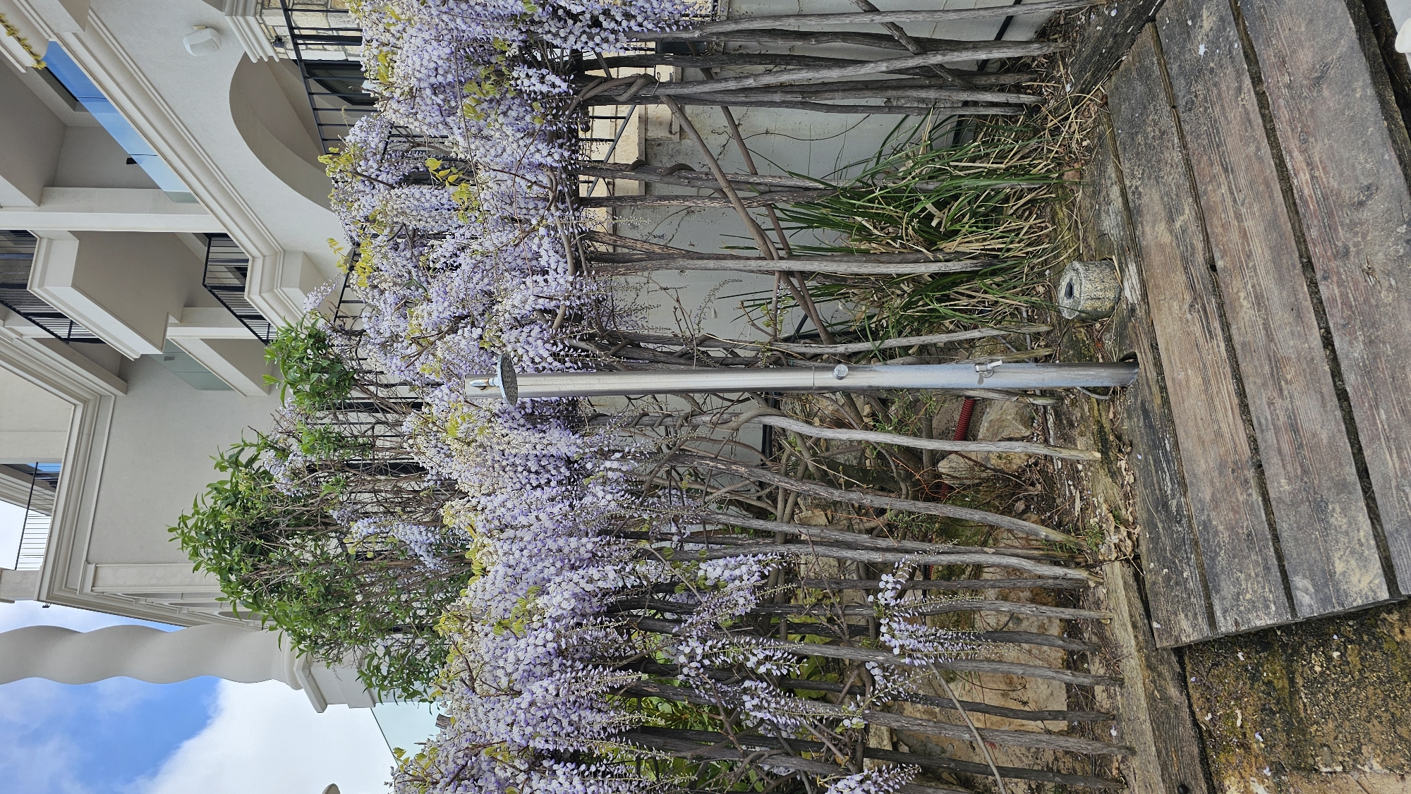 The image captures a scene in Varna, Bulgaria, showcasing a shower fixture extending from a wooden platform amidst flourishing wisteria blossoms and green foliage. The shower is made of gray metal and features a round showerhead. The platform consists of weathered, graying wooden planks. Behind the structure, a row of closely arranged wooden posts acts as a backdrop or fence, almost entirely covered with cascading wisteria. Beyond the wisteria and posts is a white exterior wall, possibly part of a building or structure, with an arched design and some black metal railing or accents. The sky visible in the lower left corner is pale blue. The composition focuses on the blend of natural elements (flowers, greenery, wood) and man-made structures (shower, building).