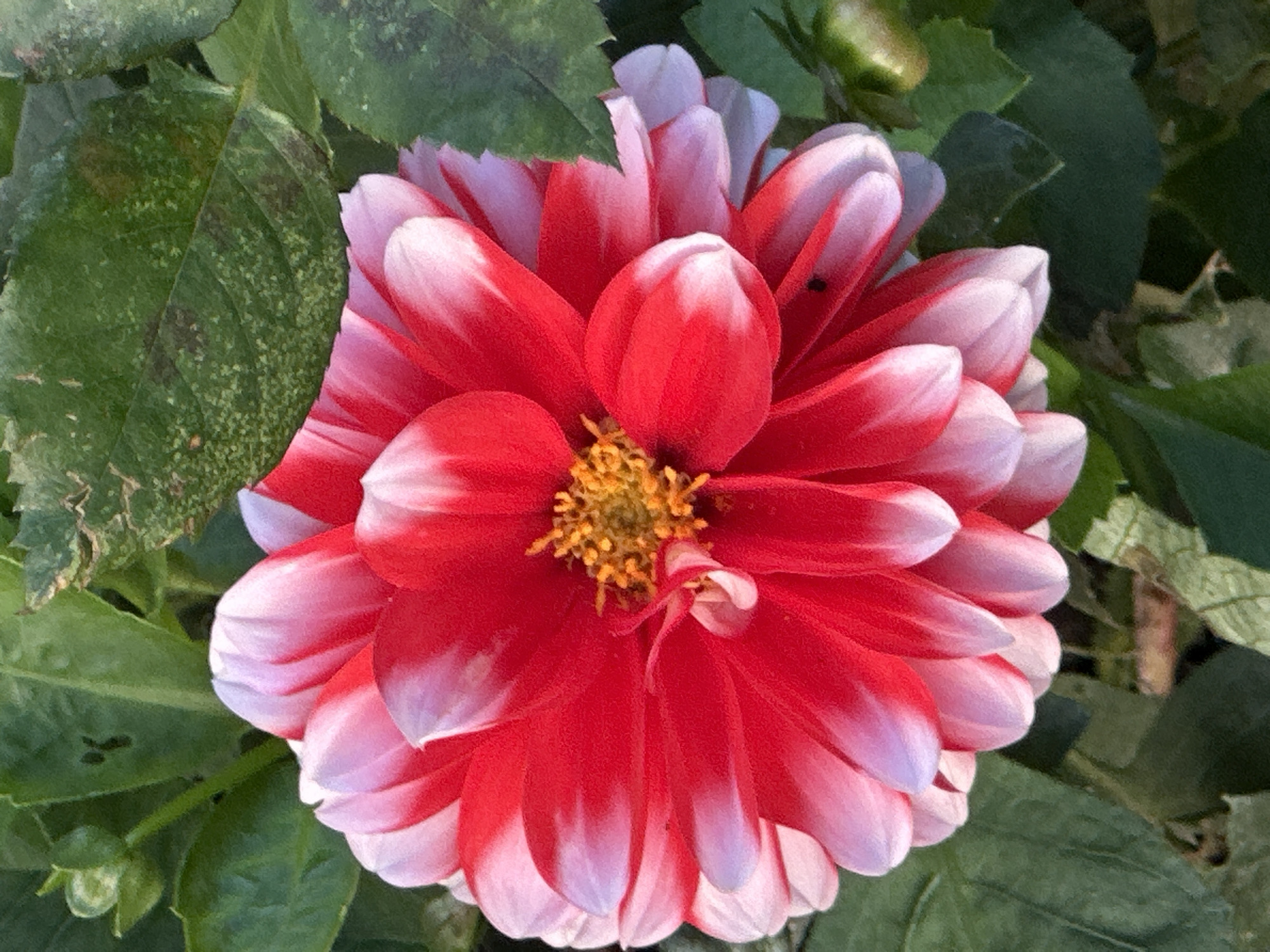 A close-up, high-angle shot displays a vibrant dahlia flower. The flower's petals are a striking gradient, transitioning from deep red at the center to soft pink and white at the tips. The center of the flower is a cluster of yellow stamens. Dark green foliage surrounds the bloom, some leaves showing signs of minor imperfections. The image composition focuses entirely on the flower, obscuring any broader environmental context. No people or animals are visible. The setting is not specified as being in Podolsk, Russia, or any other specific city.