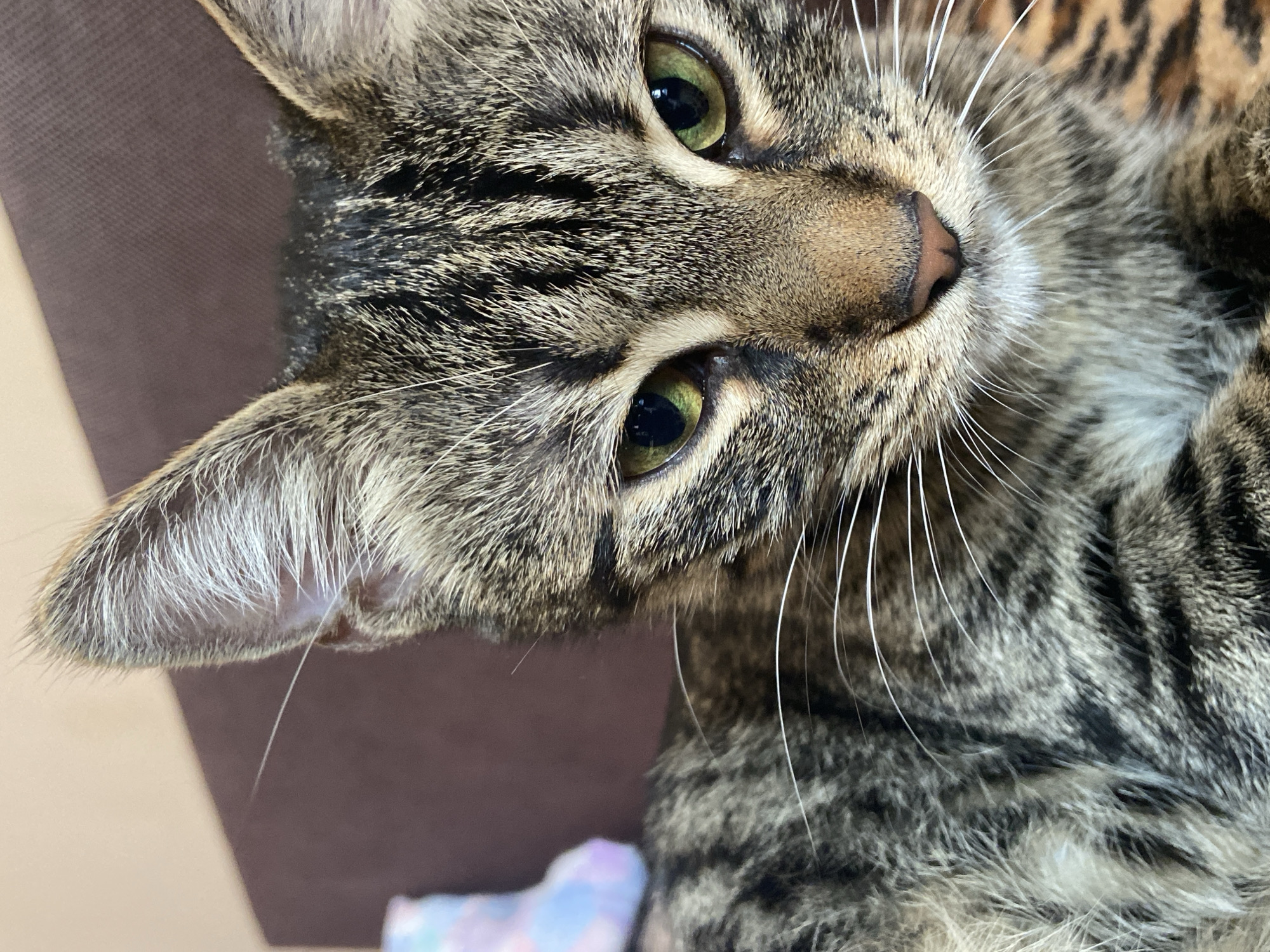 A close-up, eye-level, portrait-oriented photograph shows a tabby cat's face. The cat has green eyes, a pink nose, and prominent white whiskers. Its fur is a mix of brown, black, and grey stripes. The background is blurred, showing a brown surface and a hint of a colorful object on the left. The image is taken indoors, possibly in a residential setting. There is no discernible information about the city of Sofia, Bulgaria, or any specific location within it.