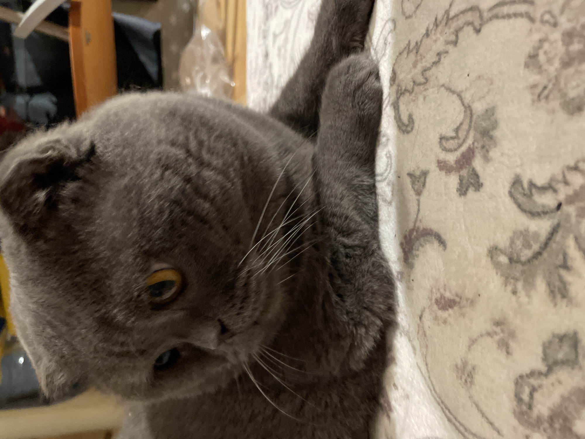 A gray Scottish Fold cat is lying on a patterned rug. The cat's face is visible, showing its amber eyes and white whiskers. The rug has an off-white background with a pattern of gray and burgundy floral designs. A clothing rack and other blurred objects are visible in the background. The location is unknown.