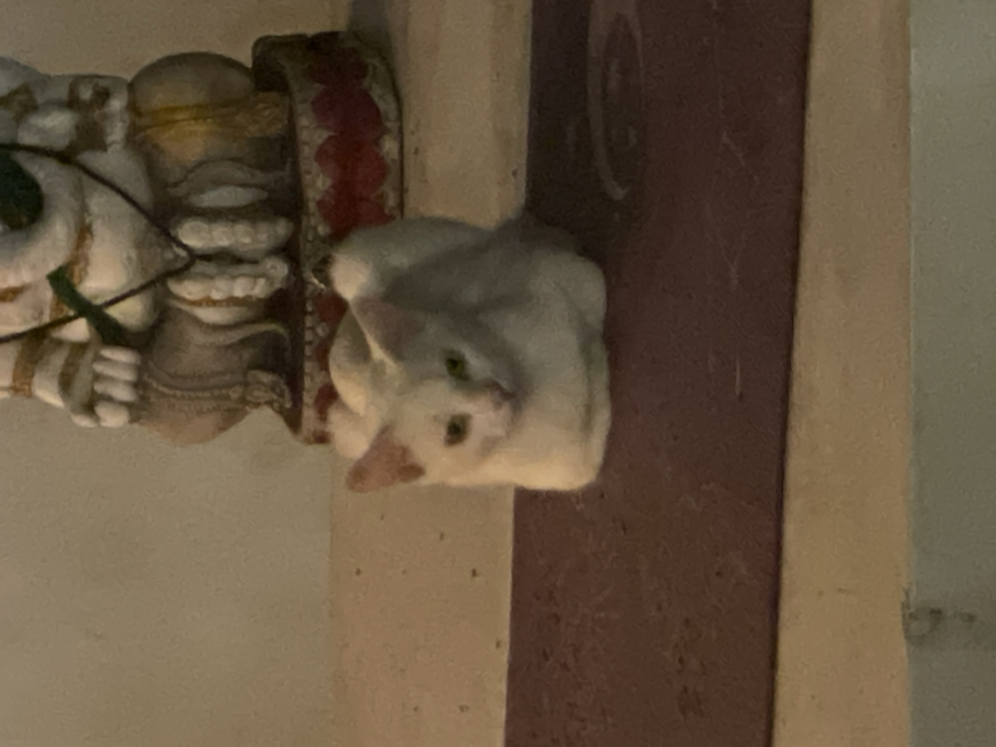 A white cat with green eyes is nestled on a ledge next to an ornate, carved statue. The setting is possibly indoors, with a wall behind the ledge. The image was taken in Denpasar, Indonesia.
