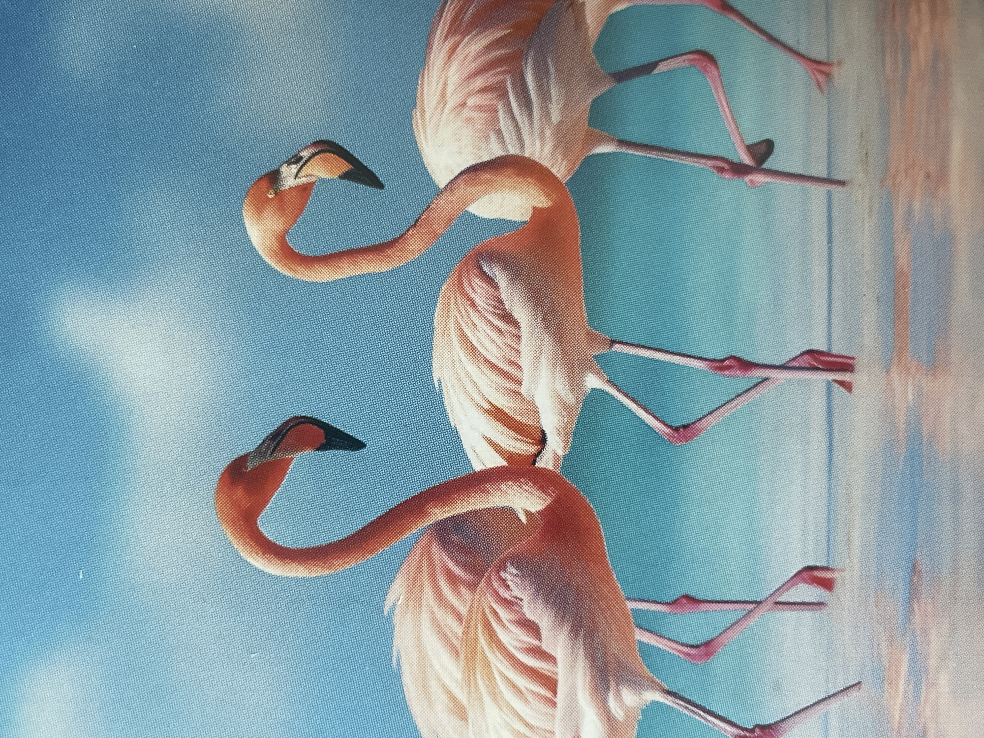 The image shows three pink flamingos standing in shallow, calm water against a bright blue sky. The flamingo on the left is facing towards the right, with its neck curved and head tilted down. The central flamingo is facing left, with its neck also curved. The flamingo on the right is further back and partially obscured by the central flamingo, facing towards the left. The water reflects the sky and the colors of the flamingos, creating a soft, painterly effect. The image is taken from a low angle, emphasizing the long legs of the birds. There is no indication of the city of Sofia, Bulgaria in the image.