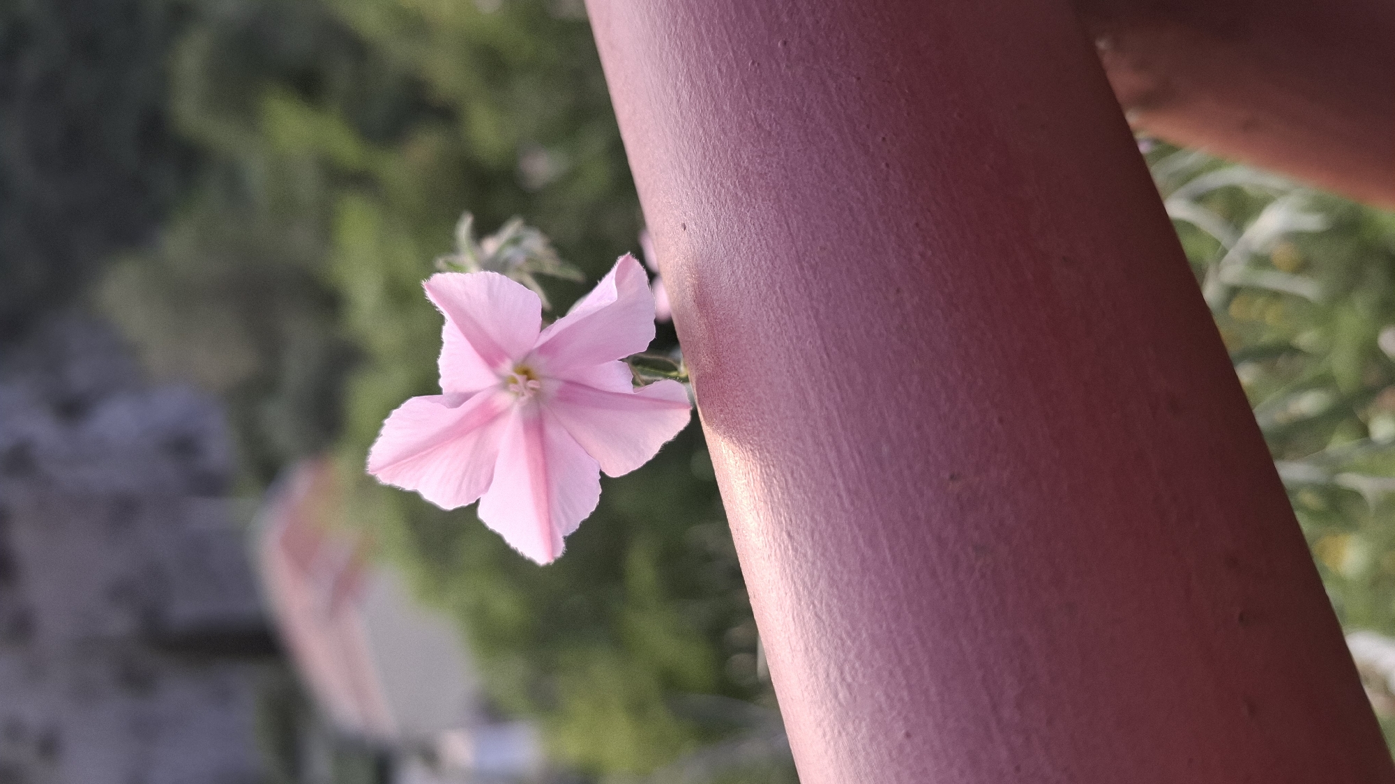 A close-up shot depicts a pink flower with five petals clinging to a red cylindrical metal post. The background is a blur of green foliage. The location is Boreti, Montenegro based on metadata.