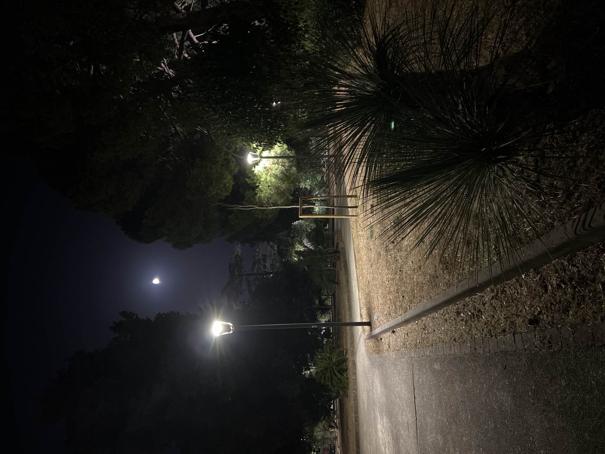 The image depicts a dimly lit park at night in Bitonto, Italy. A paved pathway curves to the left, bordered by a grassy area with dry vegetation and a concrete curb. A tall lamppost with a bright light stands on the right side of the path, illuminating the immediate surroundings. In the background, dense trees and foliage obscure much of the scenery. The moon is visible in the dark night sky, casting a faint glow. In the foreground, a spiky, bush-like plant with long, thin leaves is prominently featured on the right. There are no people visible in the scene. The overall impression is one of quiet solitude in an urban park setting at night.
