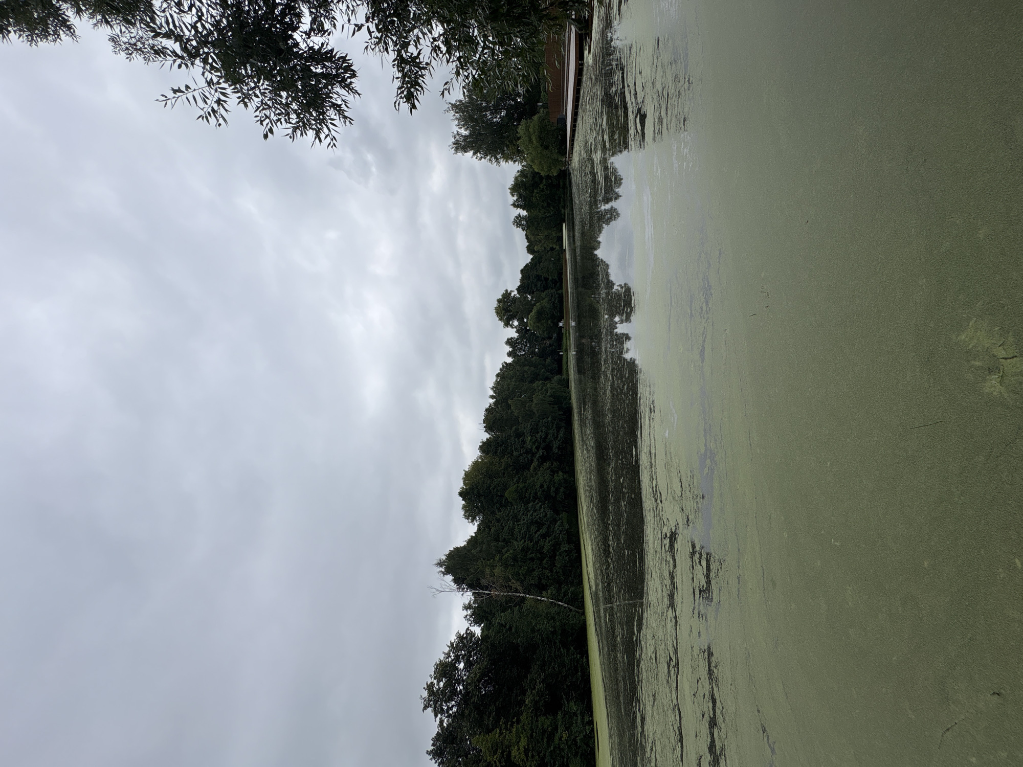 The image depicts a calm, overcast day at a body of water, likely a pond or lake, covered in a thick layer of green algae. The water is calm, with reflections of the surrounding trees and the cloudy sky visible on its surface. A dense line of dark green trees forms the background, suggesting a natural or park-like setting. On the right side of the image, a wooden deck or pier extends into the water, with some brown wooden structures visible behind it, possibly a building or pavilion. Some tree branches with green leaves are visible in the upper right corner, framing the scene. The overall atmosphere is serene and somewhat muted due to the cloudy weather.