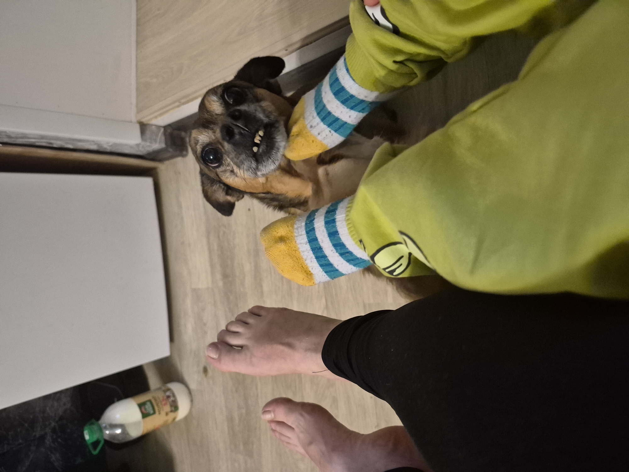 The image shows a close-up of a small dog, possibly a mixed breed, looking up at the camera. The dog has a somewhat unusual appearance with its teeth prominently visible. Next to the dog, a person's legs are visible, wearing bright yellow clothing and socks with blue and white stripes and yellow accents. The person's bare feet are also in the foreground, one larger foot and a smaller one. On the floor, a bottle of what appears to be milk is lying on its side. The floor is made of light-colored wood-like material, and a white cabinet or surface is visible to the left. The overall impression is an indoor scene, likely a home environment. The lighting suggests it could be daytime or artificial indoor lighting. The dog's expression is ambiguous, but its direct gaze at the camera might suggest curiosity or expectation. No visible text on the bottle is legible. The location context provided is Nyagan, Russia.