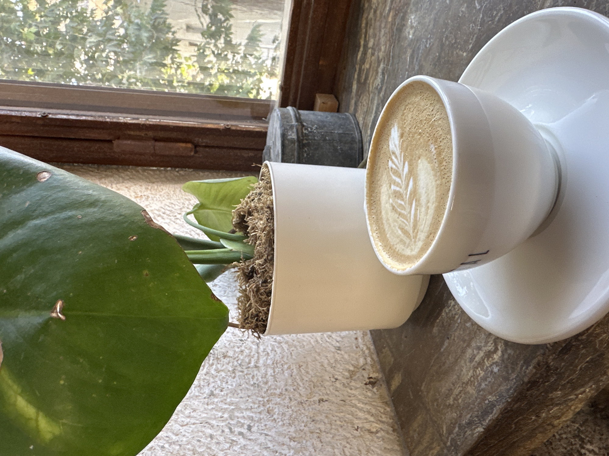 In Urla, Turkey, a close-up shot captures a coffee cup with latte art on a rustic wooden surface, positioned in front of a potted plant and a window. The cup, predominantly white, sits on a matching saucer, its surface adorned with a delicate leaf pattern created with steamed milk. Behind the coffee cup, a white pot contains a plant with large green leaves and dry moss. To the right of the plant pot, a weathered metal container rests on the same wooden surface. The background reveals a window with a wooden frame, through which the blurred image of trees and sunlight can be seen. The wall behind the plant is textured and light-colored. The overall scene suggests a quiet moment in a café or home setting in Urla, possibly during daytime given the natural light filtering through the window.