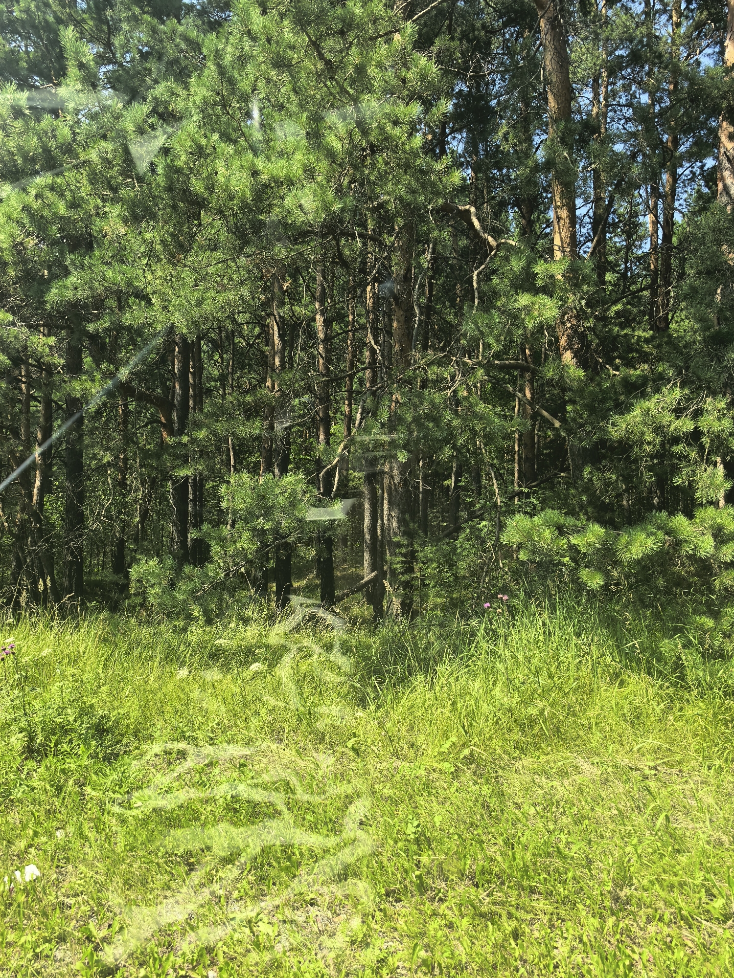 The image depicts a sunlit forest scene with tall pine trees and lush green grass in the foreground. The trees are dense, with their branches and needles creating a textured canopy that allows dappled sunlight to filter through. The grass is vibrant and tall, with some smaller plants and flowers scattered throughout. There are subtle reflections on the surface, suggesting the photo was taken through glass, possibly a car window. The overall impression is one of a peaceful, natural environment on a clear day, likely during the warmer months. The lighting suggests it is daytime, with the sun casting bright highlights and shadows within the forest. There is no visible text in the image.