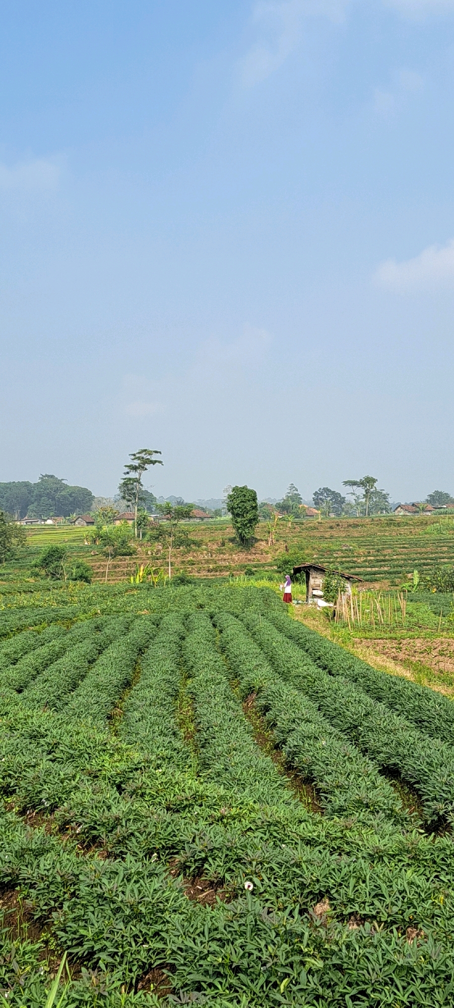 A vertical, outdoor, full shot depicts a vast agricultural landscape in Kesiman, Indonesia, bathed in daylight under a clear, light blue sky with sparse white clouds. In the foreground, meticulously arranged rows of lush green crops, possibly sweet potatoes or a similar low-growing plant, stretch diagonally from the bottom left to the mid-right of the frame. The soil between the rows appears dark brown and slightly damp.
Further back, a small, weathered wooden hut with a dark roof stands to the right, surrounded by a few wooden stakes. A lone figure, a person wearing a purple headscarf and a white and pink outfit, stands near the hut, seemingly looking towards the crops.
Beyond the cultivated fields, the terrain rises, revealing terraced hillsides with more vegetation and scattered houses with reddish-brown tiled roofs, suggesting a rural village nestled within the landscape. Several trees of varying sizes are dispersed throughout the scene, adding to the natural beauty. The overall impression is one of agricultural productivity and serene rural life in a tropical environment.