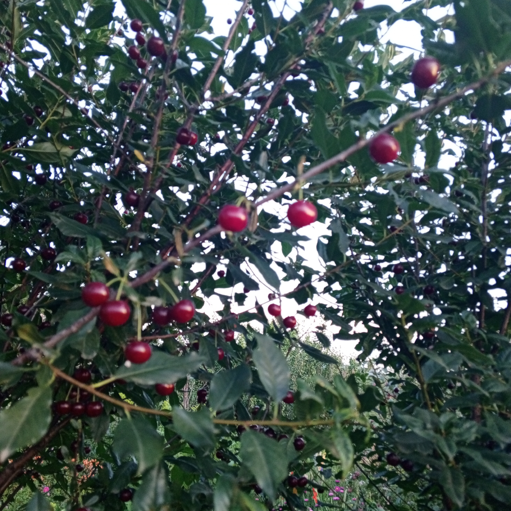 The image depicts a close-up view of a cherry tree laden with ripe, dark red cherries, viewed from below. The cherries are clustered on branches amidst green leaves, with some appearing slightly blurred due to the focus and depth of field. The background is a mix of foliage and a bright, overcast sky, suggesting it is daytime. There are no people or specific landmarks visible that would indicate a location within Sayanogorsk, Russia. The scene is natural, focusing solely on the fruit-bearing tree.
