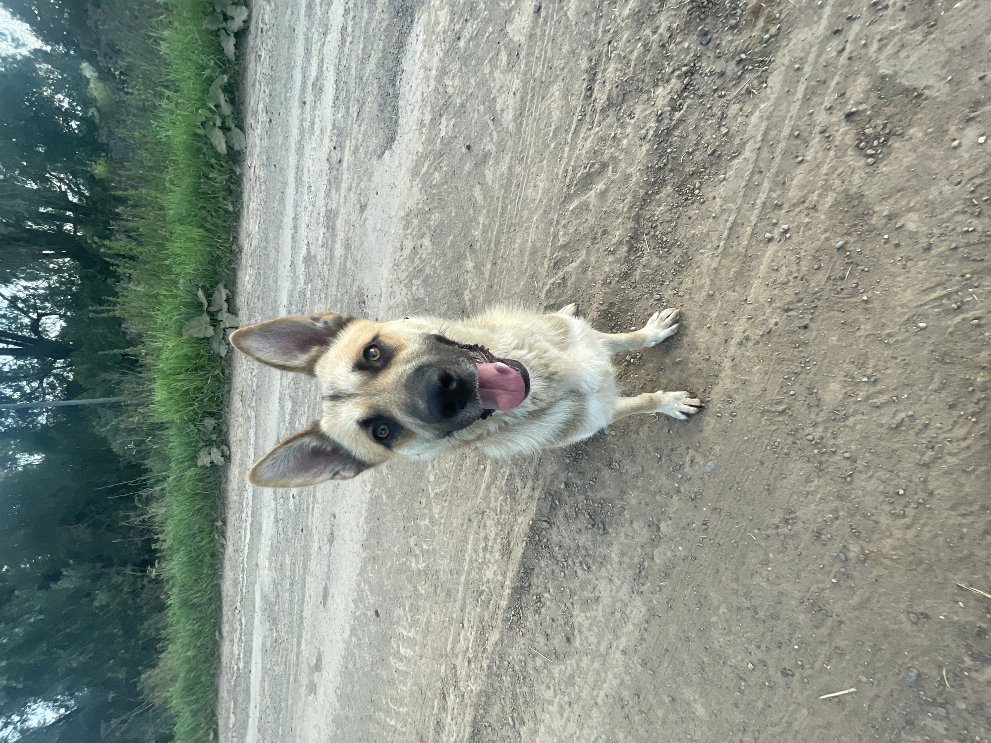A medium-sized dog with tan and black markings, upright ears, and a pink tongue protruding from its mouth sits on a dirt road. The dog is facing the camera, positioned in the center of the frame. The road appears to be unpaved, with scattered pebbles and some tire tracks visible. Behind the dog, there is a grassy embankment with green foliage and trees. The overall scene suggests an outdoor setting, possibly in a rural area or on the outskirts of a settlement like Panteleevka, Russia. The lighting indicates it might be late afternoon or early evening.