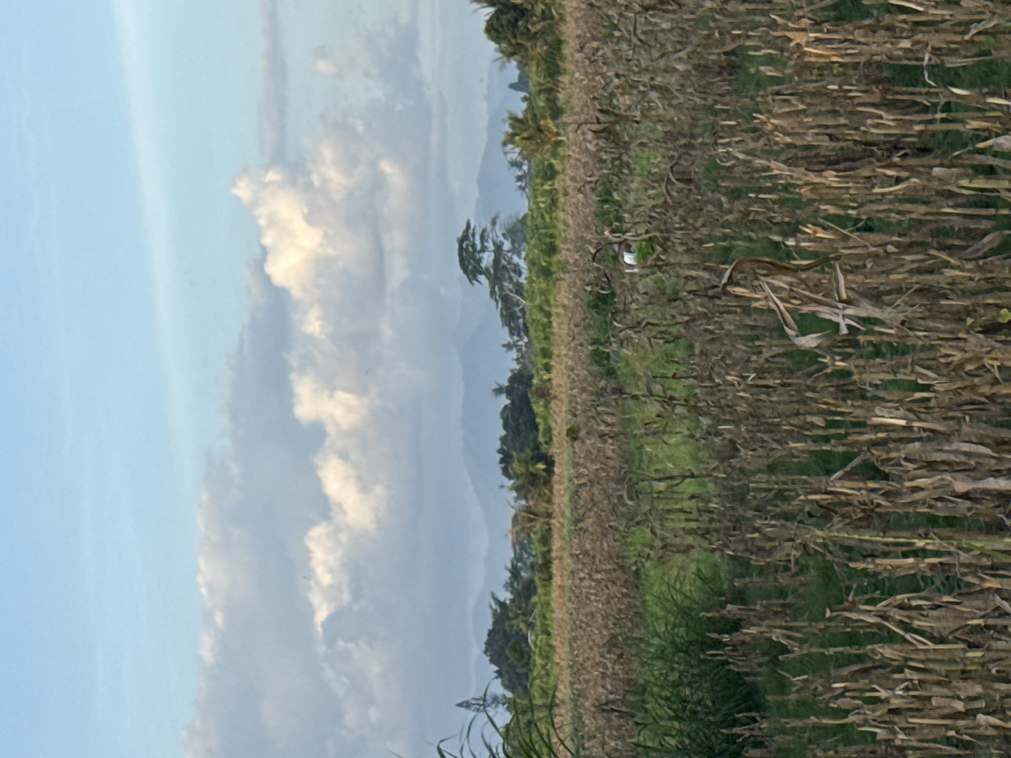 The image shows a harvested cornfield in the city of Blahbatuh, Indonesia, with a backdrop of distant mountains and a cloudy sky. The field is filled with dry corn stalks, with some green foliage visible in the background. A white object, possibly a person or animal, is partially visible in the middle of the field. The scene appears to be a rural landscape during daylight.