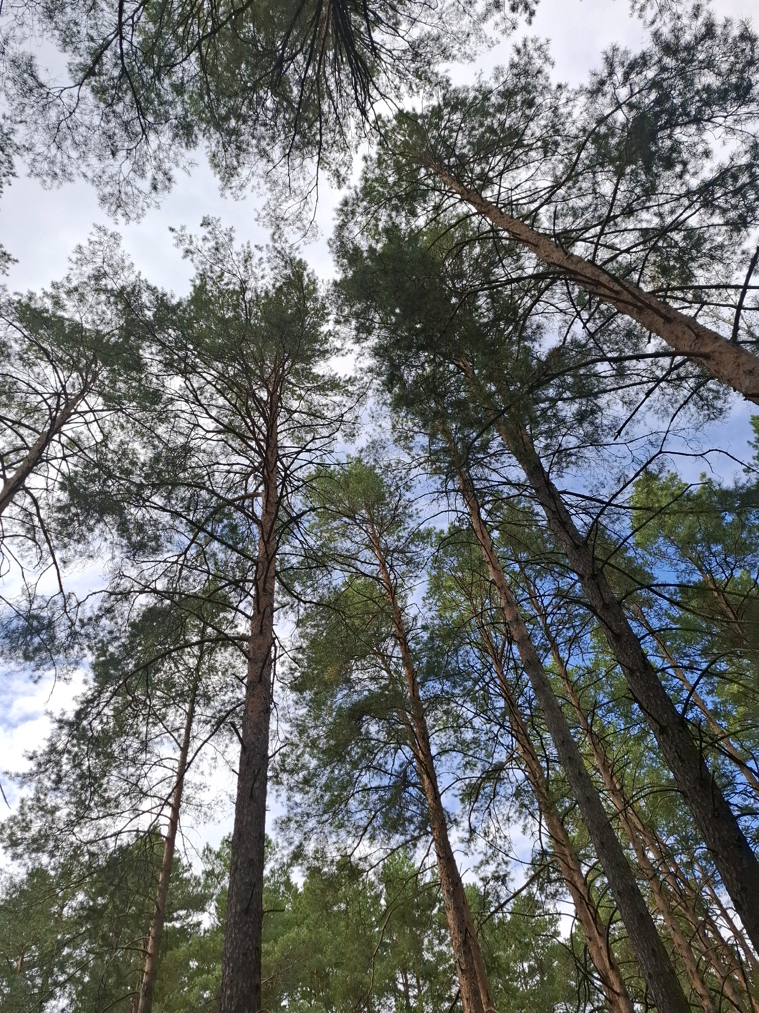 The image is a low-angle shot looking up through tall pine trees. The trees are densely packed, with their trunks stretching towards a partly cloudy sky. The needles of the pine trees are green, and the bark of the trunks is rough and textured, in shades of brown and grey. The sky visible between the branches is a mix of pale blue and white clouds. There are no people or man-made objects visible in the frame. The environment appears to be a forest. The location is specified as Vinzili, Russia.