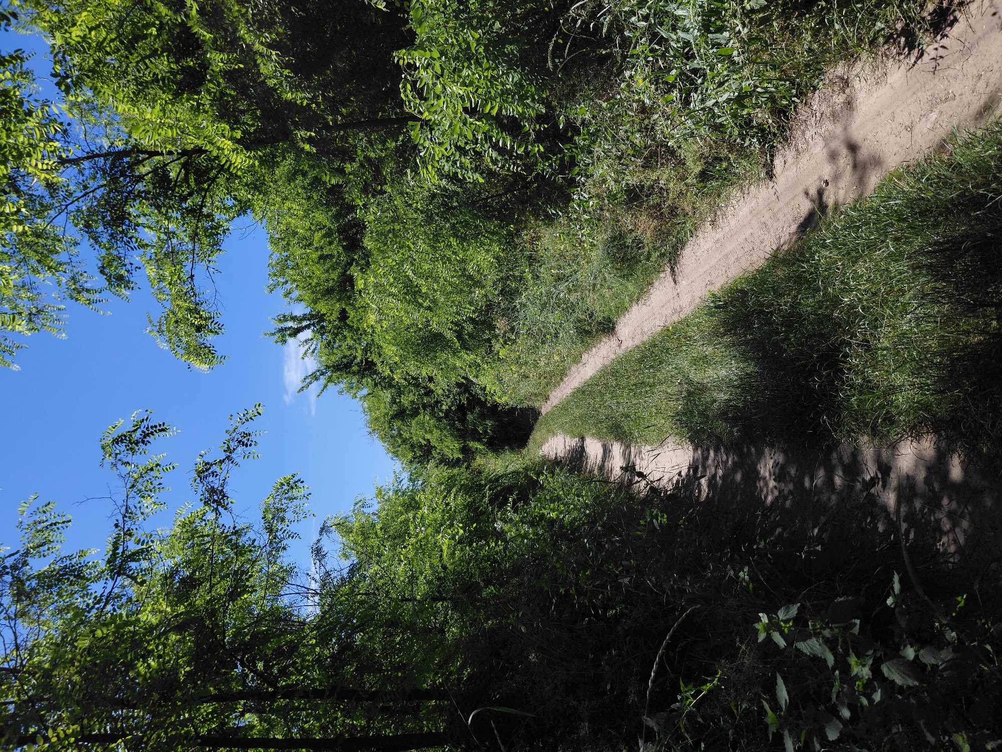 A narrow, unpaved dirt path winds through a dense, sun-dappled forest. The path is lined with tall green grass and foliage on either side. The trees, heavy with green leaves, form a canopy overhead, casting dappled shadows on the path. The sky above is a clear, bright blue with a few wispy clouds. The scene is serene and natural, suggesting a remote or undeveloped area. There are no people or animals visible in the image.