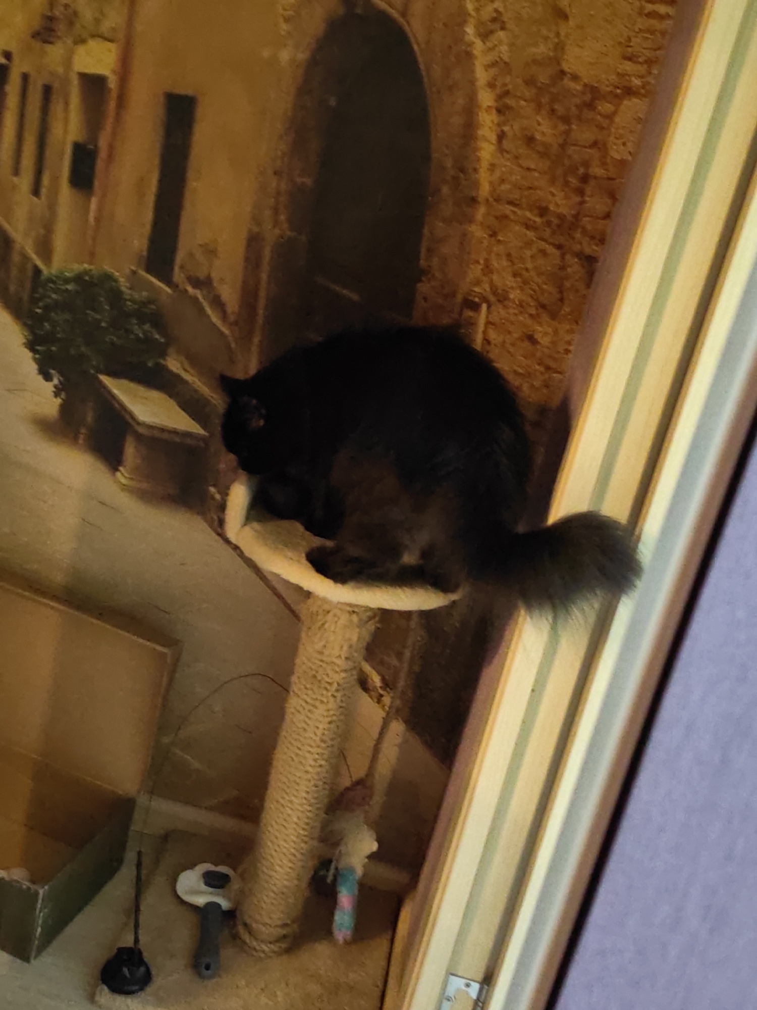 A black cat is perched on a scratching post. The cat is facing away from the camera, with its tail visible and slightly curled. The scratching post is made of rough, beige rope. In the background, a painting depicts a European street scene with buildings and greenery. To the right of the cat and scratching post, a vertical wooden frame with light-colored stripes is visible. The scene is indoors, with a purple wall to the right of the frame. There is no indication of the city of Bataysk, Russia in the image.