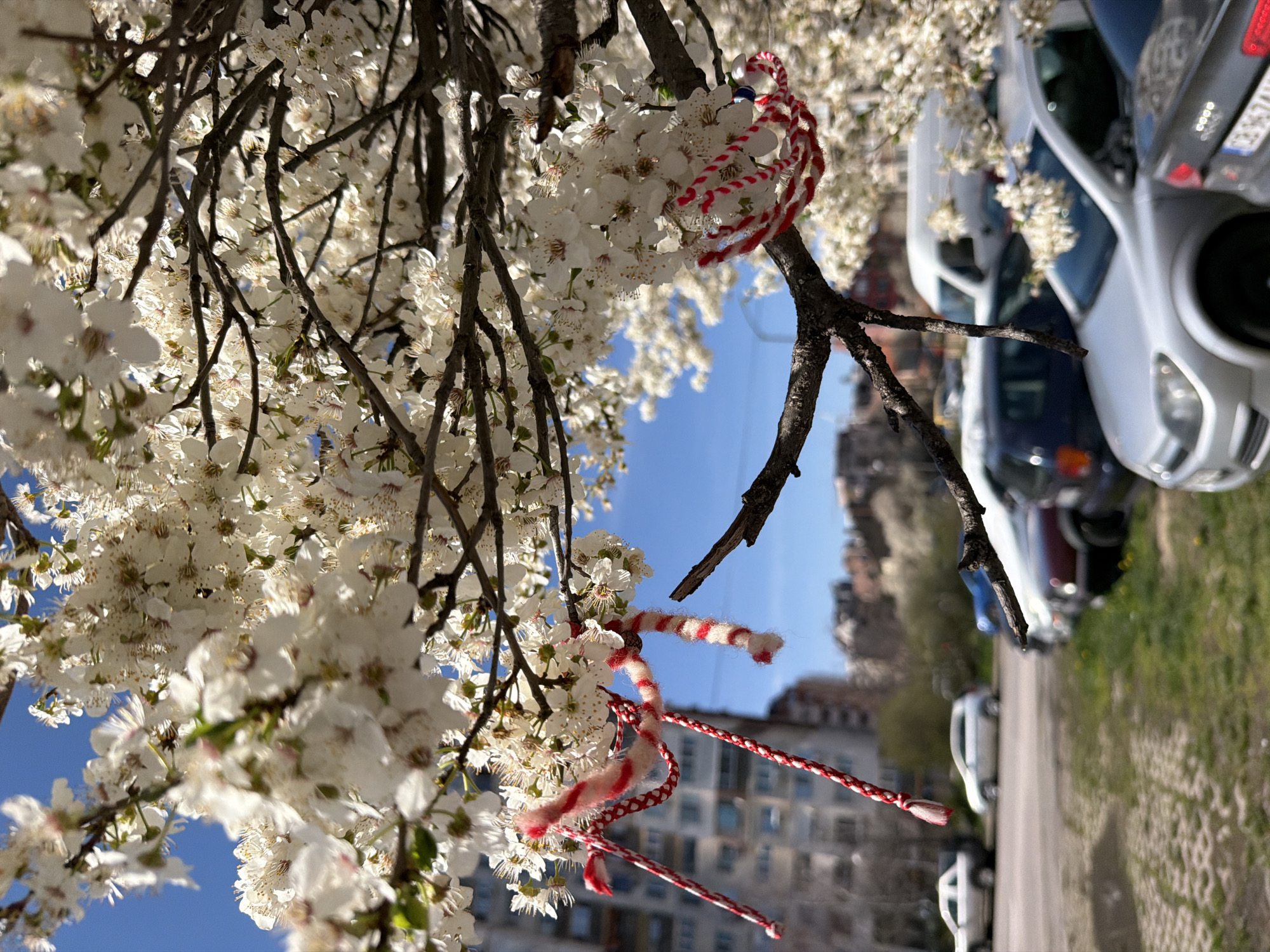 The image shows a blossoming tree branch with white flowers against a backdrop of a clear blue sky, buildings, parked cars, and a sidewalk. Two Martenitsa bracelets, made of red and white yarn, are tied to the tree branch. The location is Sofia, Bulgaria, as Martenitsas are a traditional Bulgarian symbol of spring worn in March. The cars are parked on a city street. There are no people visible in the image.