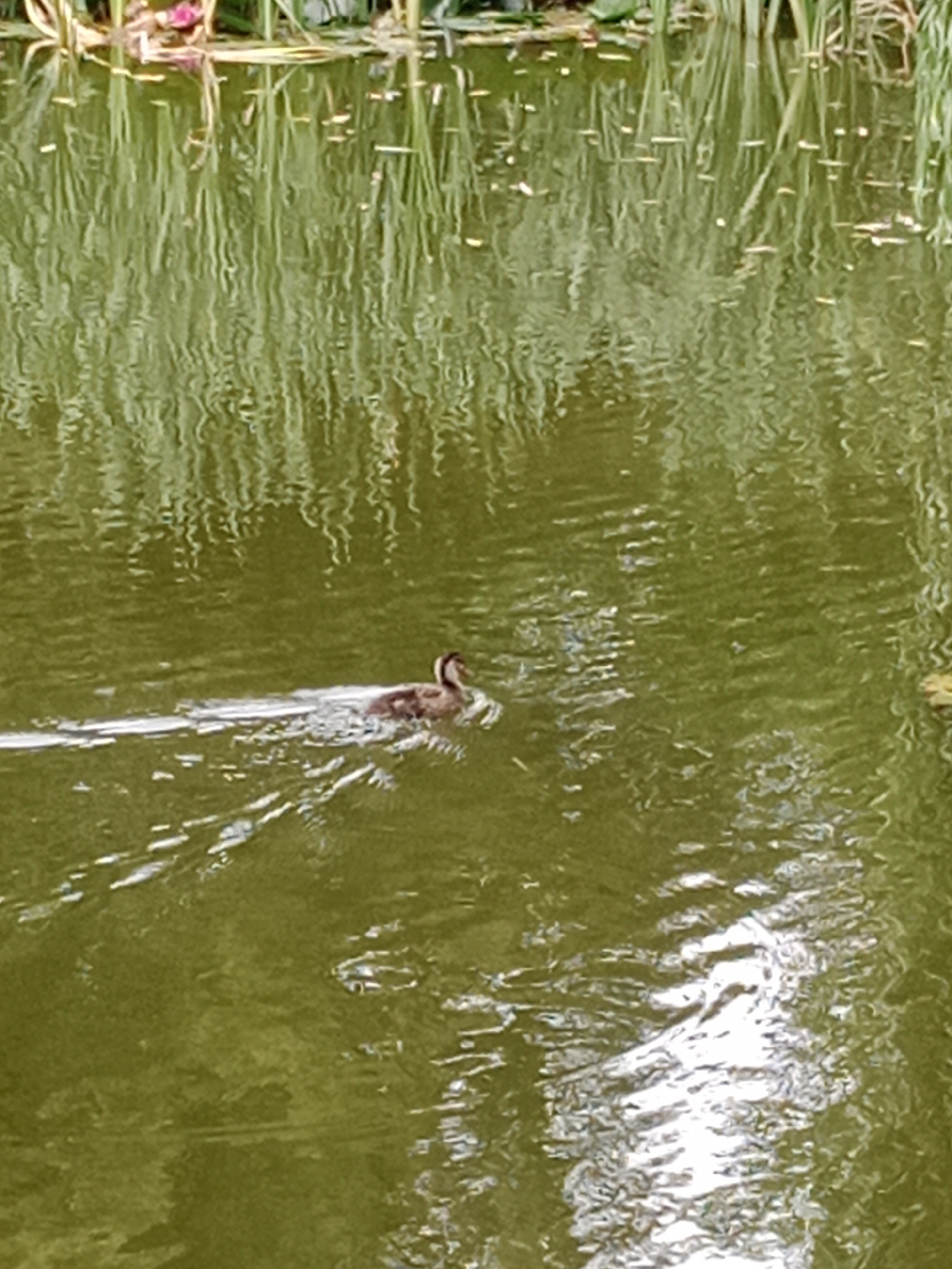 The image shows a single duck swimming in a pond. The duck is small and brown with a darker head and a white stripe above its eye. It is swimming from left to right, leaving a white wake behind it. The pond water is green and reflects the tall reeds and some pink flowers that are growing along the edge of the pond. The sun is shining, creating bright reflections on the water's surface. The image does not contain enough information to determine its specific location in Bydgoszcz, Poland.