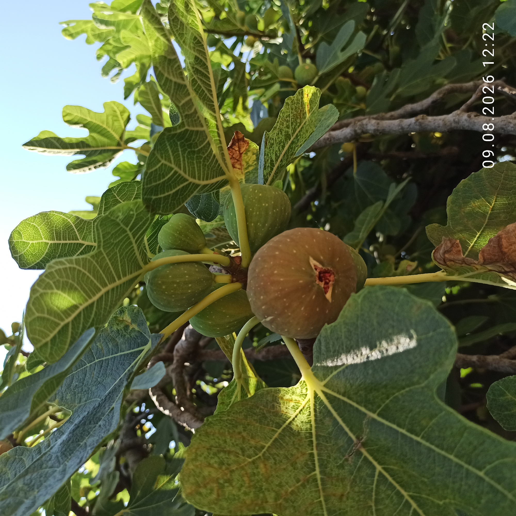 The image shows a close-up view of a fig tree branch laden with several green figs and one ripe, brown fig. Large, lobed green leaves, some with visible veins and slight browning, surround the fruit. The background consists of more foliage and a bright blue sky. The image is captured outdoors, likely in an area with natural sunlight. A timestamp, "09.08.2026 12:22", is present in the lower right corner. There are no people or any depicted actions or interactions. The location in the city of Terlizzi, Italy, is not discernible from the visual content of the image itself.