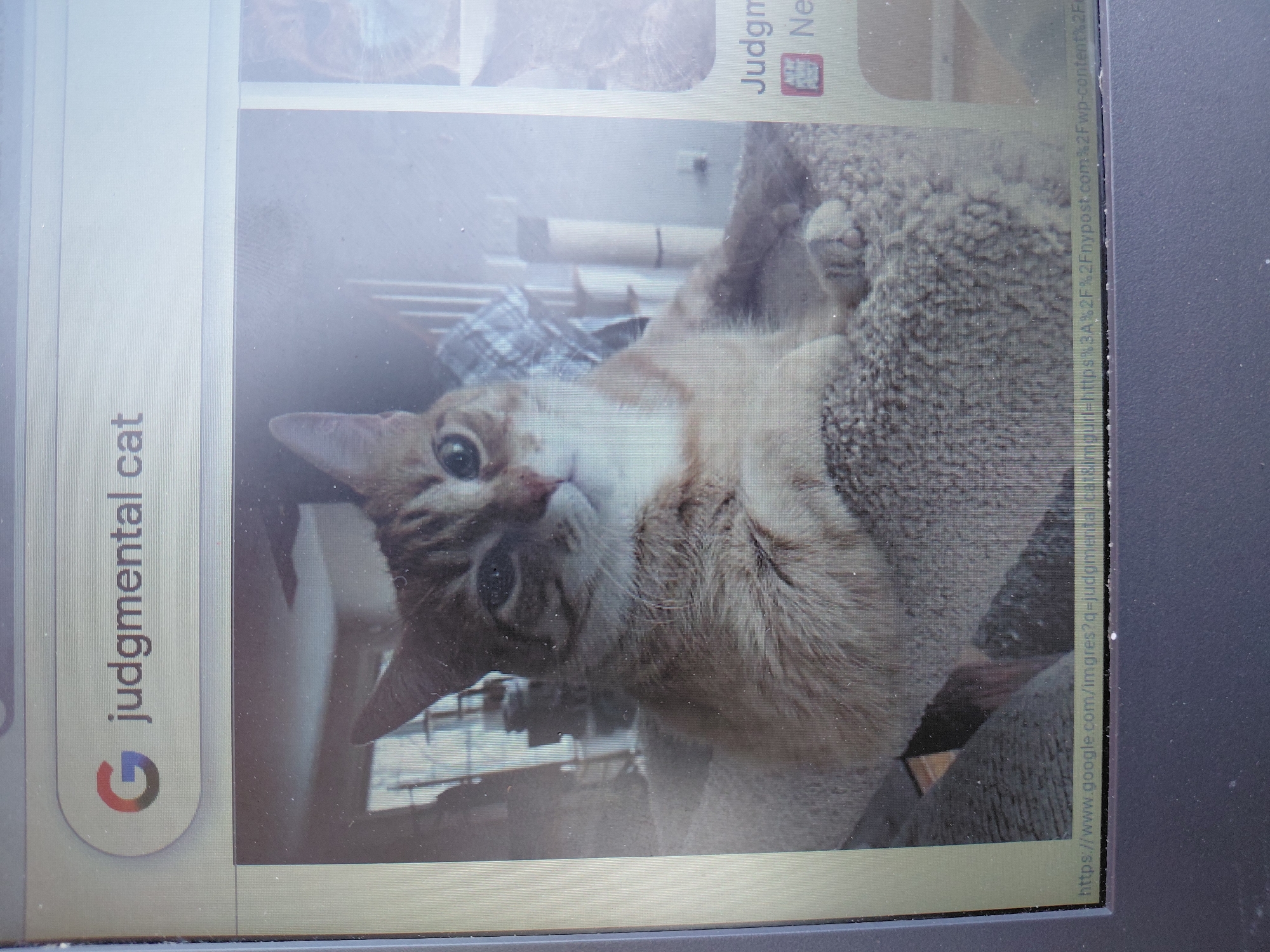 The image displays a screenshot of a web browser, likely Google Chrome, showing search results for "judgmental cat." The central focus is a high-resolution photograph of an orange tabby cat with white markings, sitting on a carpeted cat tree. The cat is looking directly at the camera with its paws crossed, giving it a seemingly judgmental expression. To the right of the main image, a smaller thumbnail shows another cat. Below the images, a URL is visible, indicating the source of the image is Google Images, referencing "judgmental cat" and a website called "fnypost.com." The overall image quality is slightly grainy due to being a photograph of a screen. There is no information in the image that would suggest a specific location within the Municipal Unit of Aegio, Greece.