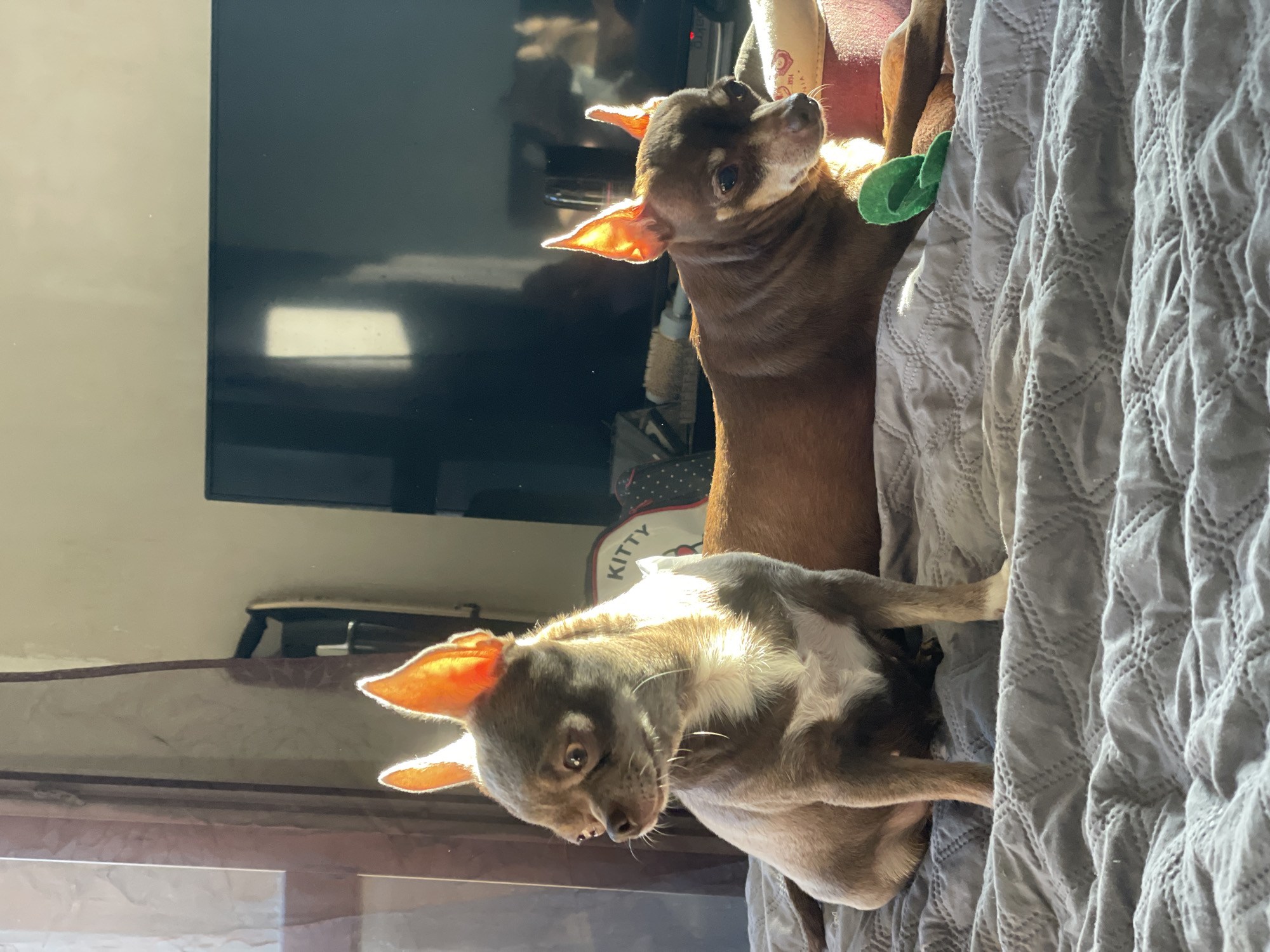 Two small dogs, likely Chihuahuas, are resting on a bed covered with a gray, textured blanket. The dog in the foreground is brown and white and is sitting up, looking to the left. Its ears are illuminated by sunlight. The second dog, a solid brown color, is lying down on the bed and is partially obscured by the first dog. Sunlight is also shining through its ears. In the background, a dark television screen is visible, as well as a portion of a window with sheer curtains. The overall setting appears to be an indoor living space. There is no visible indication that this scene is located in Kornevo, Russia.