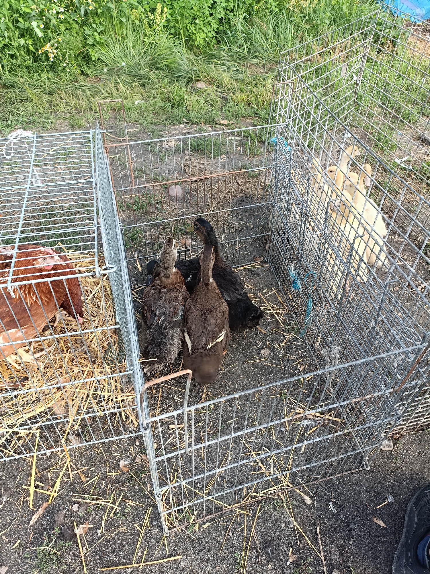 The image depicts a collection of farm animals, specifically poultry, confined within wire cages. In the leftmost cage, a brown hen is visible, resting on a bed of straw. Adjacent to it, in another cage, are three dark-colored ducks, two of which are standing and looking upwards, while the third is partially obscured. The furthest cage contains three light-colored ducklings, their heads extended over the wire mesh. The cages are situated outdoors on a surface of dirt and straw, with a backdrop of green foliage, suggesting a rural or semi-rural setting. The overall impression is one of containment and husbandry. The city of Łosice, Poland, is not discernible from the visual cues present in the image.