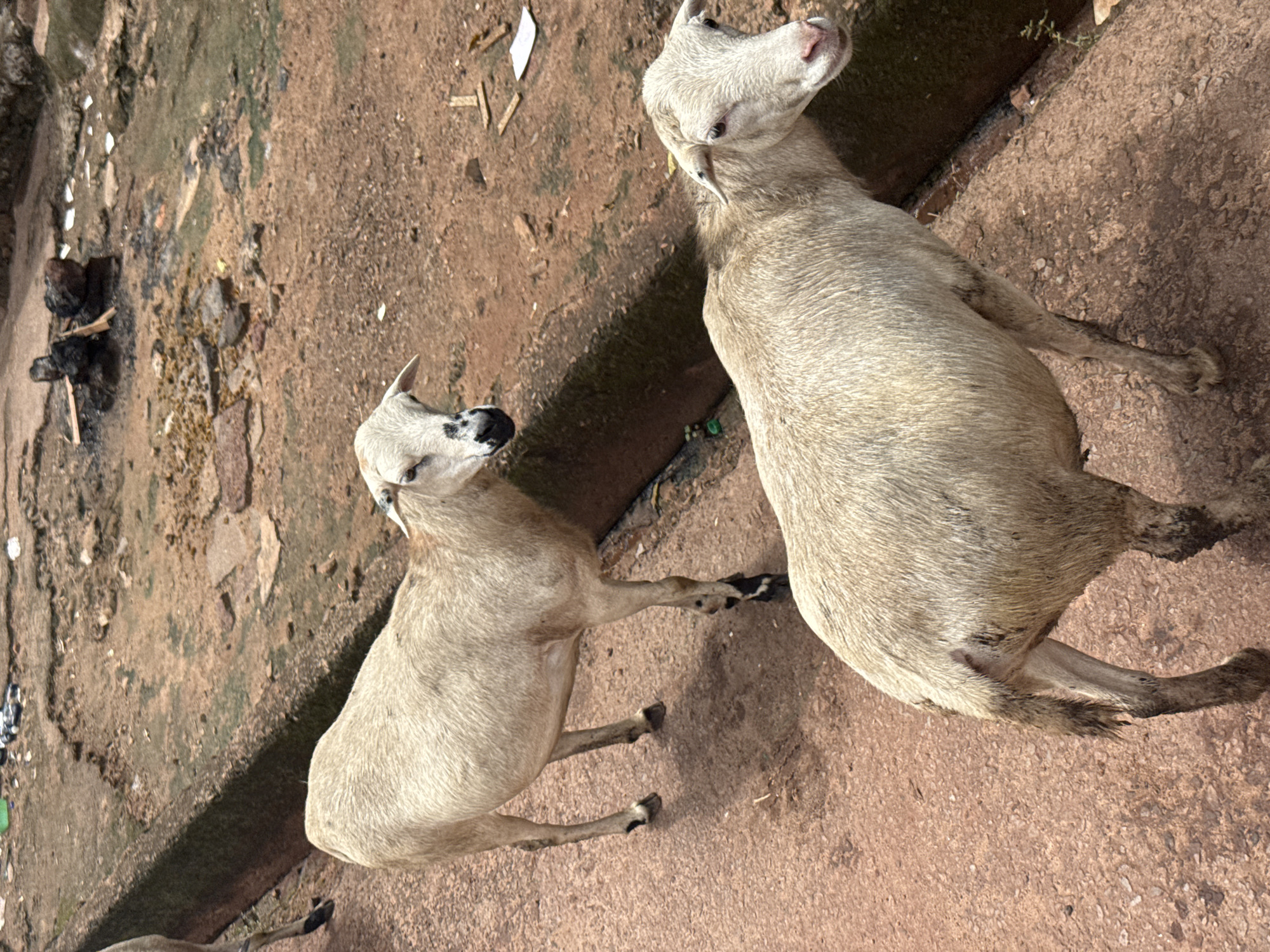 The image shows two light-colored sheep standing on a dirt path next to a raised concrete structure. The sheep are facing in different directions, with one in the foreground and the other behind and to the left. The ground is reddish-brown dirt with some scattered debris, including small stones and what appear to be pieces of wood and paper. There is a slight shadow cast on the ground from the sheep. The background appears to be more rough, uneven terrain with more debris, suggesting an unpaved, possibly neglected area. The overall scene depicts a rural or semi-urban environment. The mention of Enugu, Nigeria, would imply this is a street or a common area within that city.
