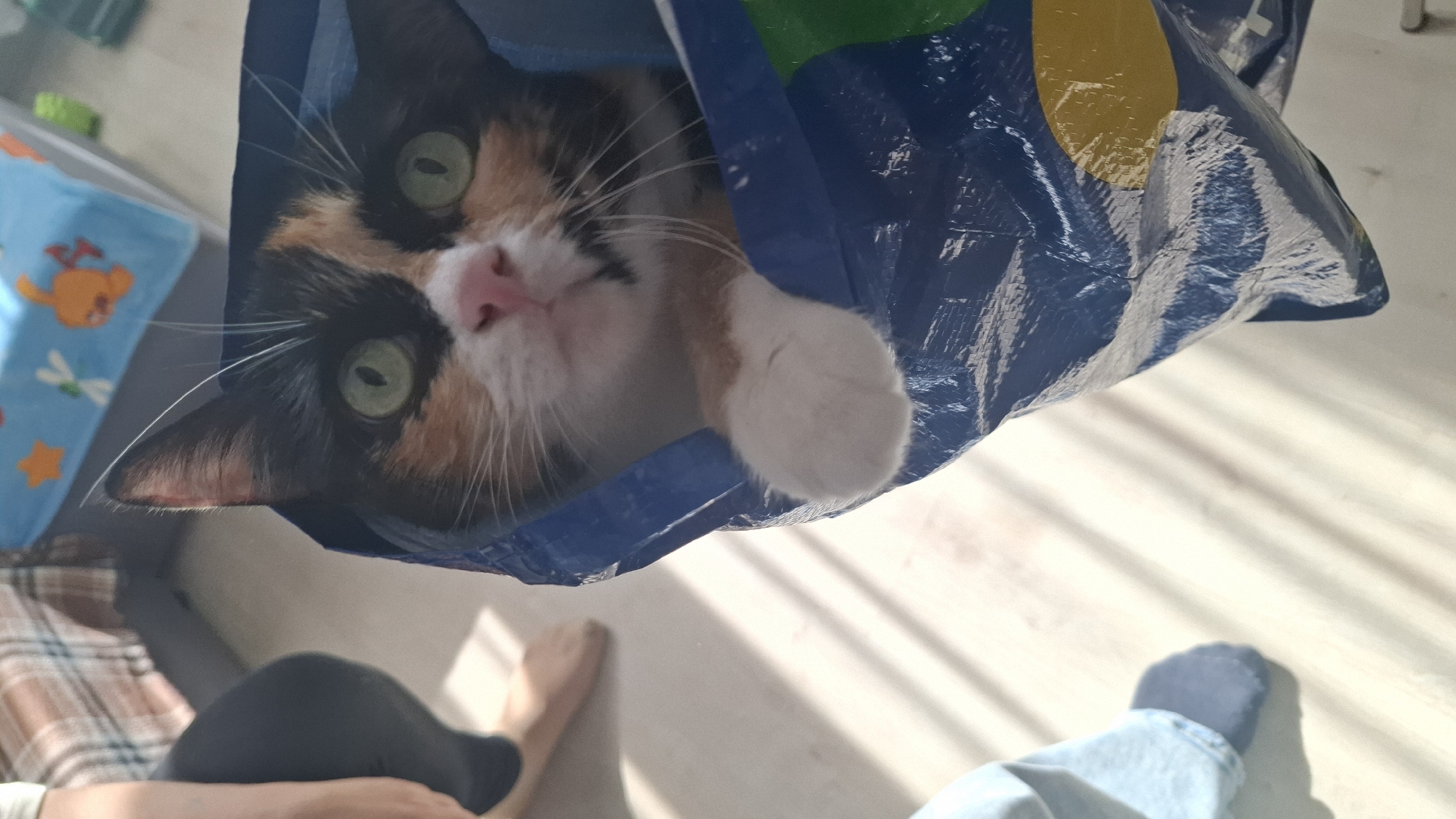 A calico cat is peeking out of a blue reusable shopping bag. The cat has green eyes, a pink nose, and patches of black, orange, and white fur. Its front right paw is visible, resting on the edge of the bag. The bag appears to be made of a blue plastic material with some yellow and green design elements. In the background, a person's legs and feet are visible, wearing blue jeans and dark socks, standing on a light-colored floor. Sunlight is casting stripes of light and shadow across the floor. A plaid fabric item and a blue blanket with cartoon characters are also partially visible in the background.