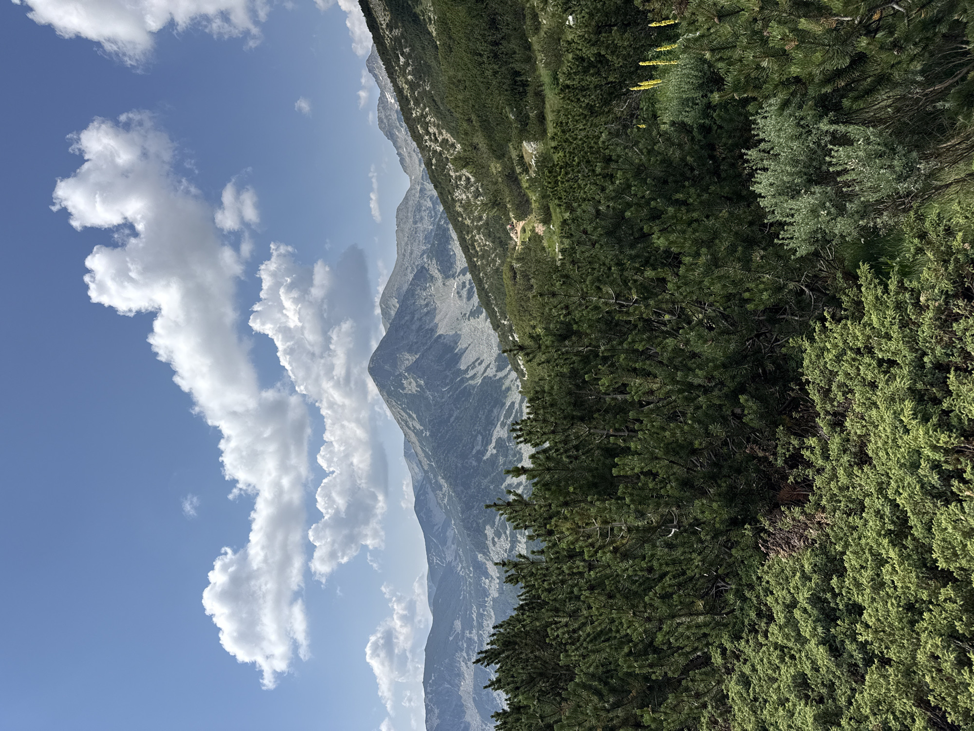 The image depicts a scenic mountain landscape in Bansko, Bulgaria. In the foreground, dense green coniferous trees and shrubs dominate the view, with a few scattered yellow wildflowers visible on the right. Beyond the trees, rolling hills covered in vegetation give way to majestic, rugged mountains in the background. These mountains are characterized by their rocky, grey slopes, with some patches of snow or light-colored rock. The sky above is a vibrant blue, dotted with fluffy white clouds. A clear path or trail can be seen winding its way up one of the lower slopes in the mid-ground. The overall impression is one of a vast, natural, and somewhat wild mountainous terrain.