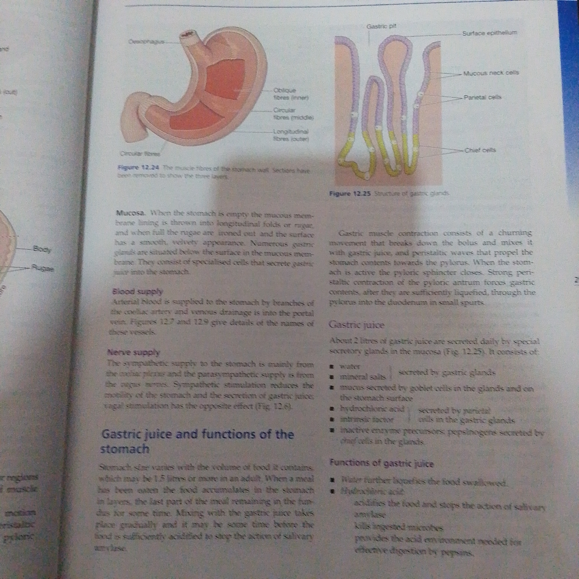 The image provided is a diagram illustrating the structure and function of the stomach and gastric glands, not a scene from Jalingo, Nigeria. Therefore, I cannot provide a description of a location in Jalingo based on this image.
The image contains two main diagrams:
1. **Diagram of the Stomach:** This shows a cross-section of the stomach, highlighting its layers: the mucosa, submucosa, muscularis, and serosa (though not all are explicitly labeled). Features like the esophagus, rugae (folds in the stomach lining), and body of the stomach are indicated. Muscle fibers, including oblique, circular, and longitudinal layers, are also depicted.
2. **Diagram of Gastric Glands:** This is a magnified view of the stomach lining, showing gastric pits that lead to gastric glands. The diagram labels different cell types within these glands: surface epithelium, mucous neck cells, parietal cells, and chief cells.
The text accompanying the diagrams explains the structure of the stomach's mucosal lining, its blood and nerve supply, and the composition and functions of gastric juice. It details how gastric muscle contractions churn food with gastric juice and how peristaltic waves move the contents towards the pylorus. It also lists the components of gastric juice, such as water, mineral salts, mucus, hydrochloric acid, intrinsic factor, and pepsinogen, and describes their roles in digestion.