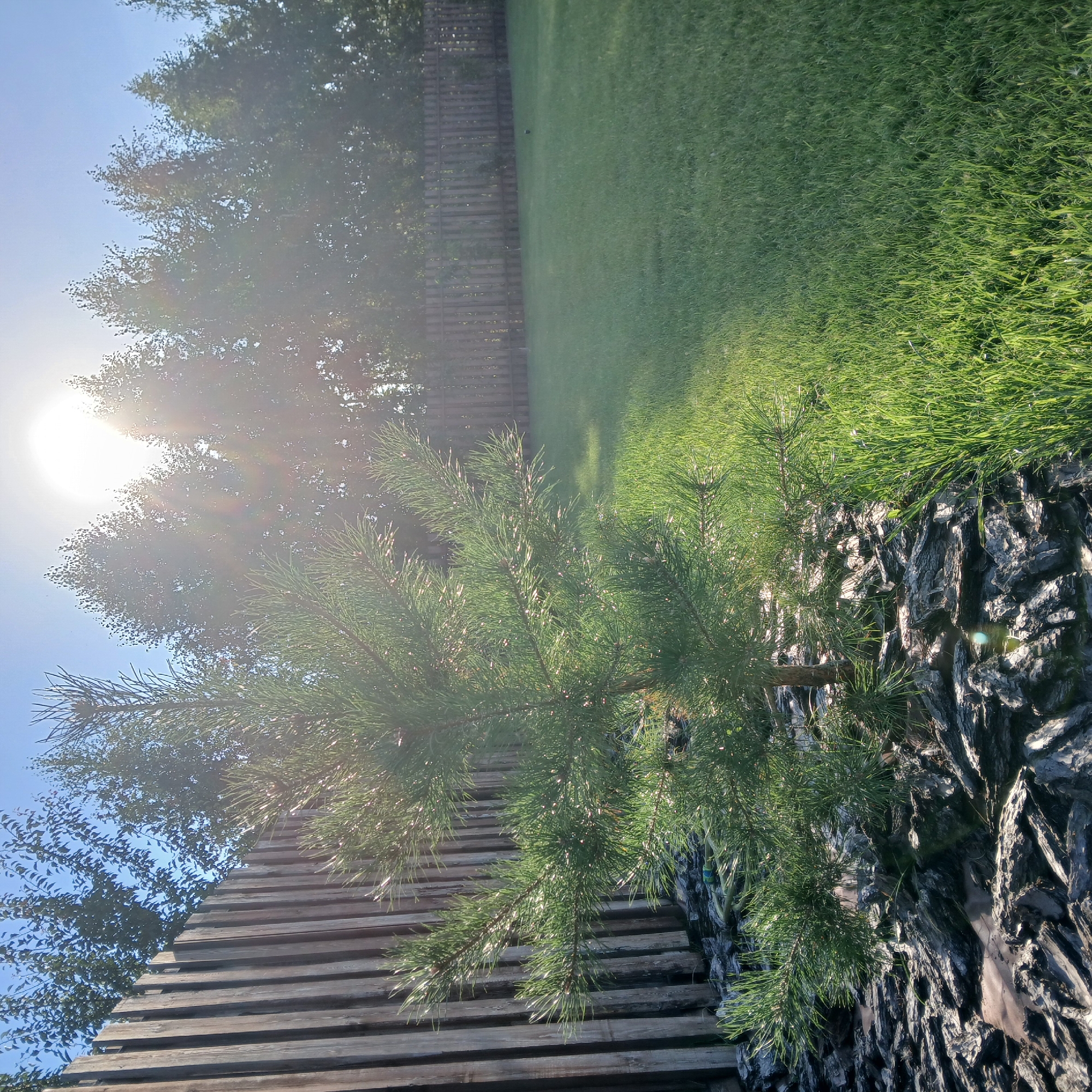 The image shows a backyard in Samarsky, Russia, on a sunny day. A young pine tree is in the foreground, planted in a bed of dark bark mulch. Behind the tree, a wooden fence runs horizontally across the frame. Beyond the fence, a lawn extends into the distance, with a line of trees silhouetted against a bright, sunlit sky. The sun is high in the sky and its rays are creating a lens flare effect.