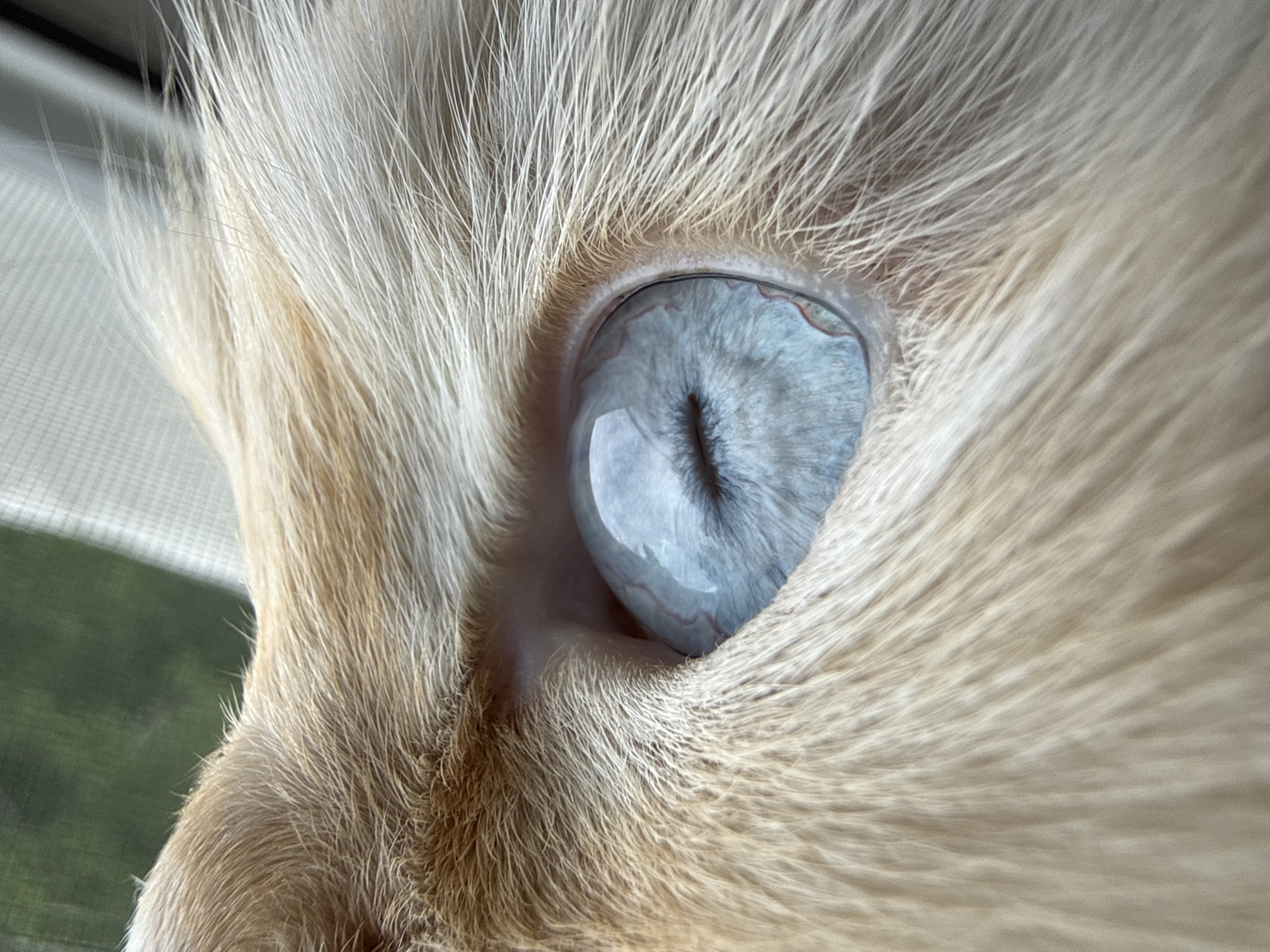 A close-up, macro photograph shows the left eye of a light-colored cat. The iris is a striking pale blue with visible blood vessels. The pupil is a dark, vertical slit. Fine, light-colored fur surrounds the eye, blurring into the background. The background appears to be an out-of-focus window with a hint of greenery visible through the glass, suggesting an indoor setting. The photograph was taken in Chaikovsky, Russia.