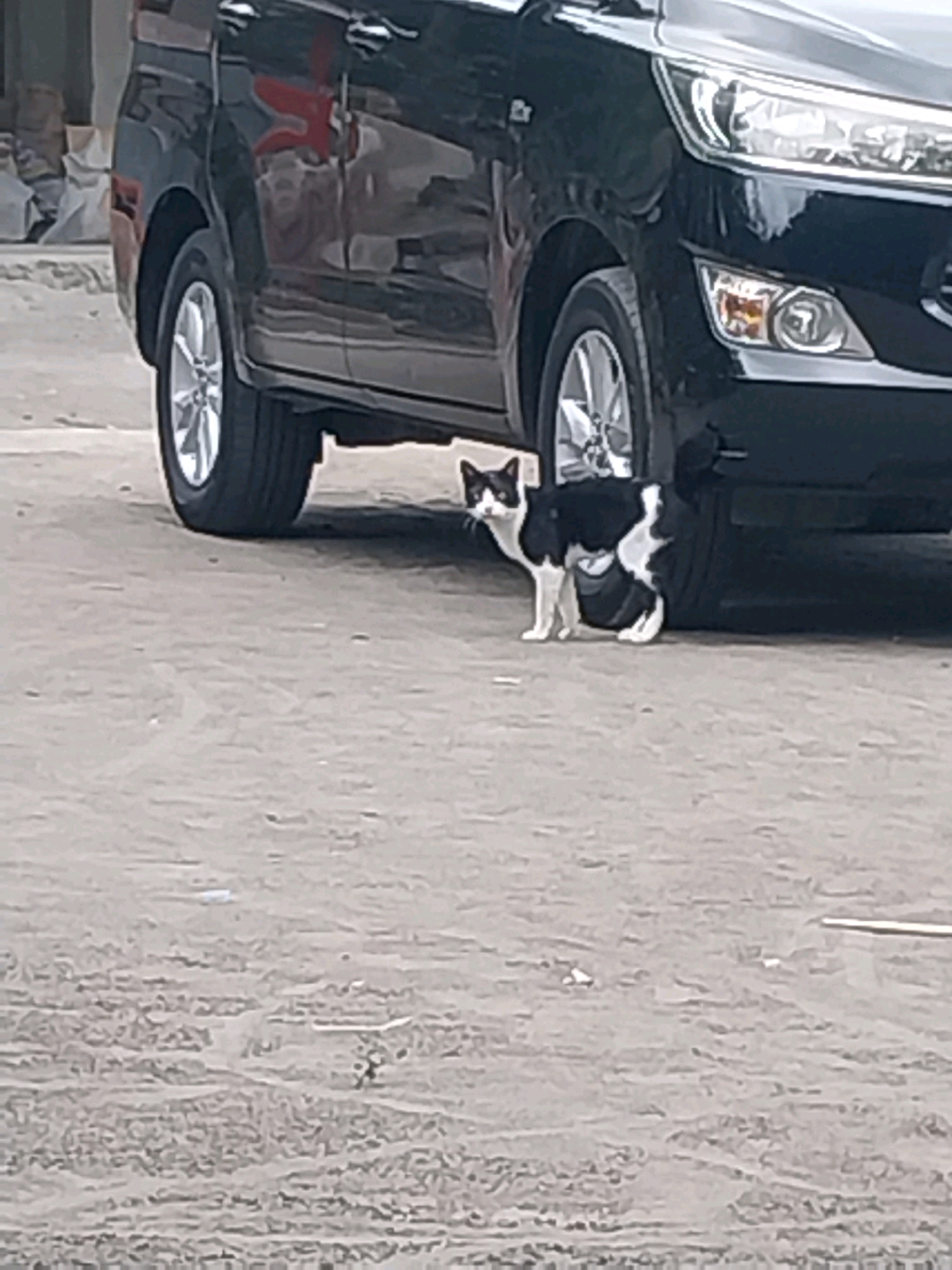 In Tijayan, Indonesia, a black and white cat is pictured standing on a dirt ground next to a black vehicle. The cat is facing the camera and has a black head with white markings on its face and chest. Its body is predominantly black with white patches. The car appears to be a multi-purpose vehicle, with its front wheel visible. The background shows a rough, greyish ground surface and some indistinct structures behind the car.