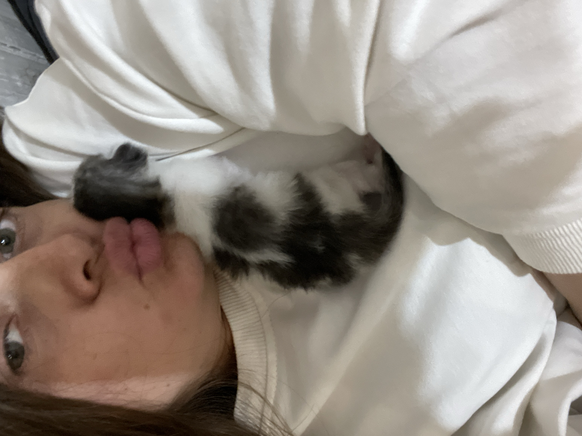 A person with light skin and brown hair is holding a very young kitten, which is mostly white with patches of gray and black fur. The person's face is close to the kitten, with their lips puckered as if to kiss it. The person is wearing a light-colored, possibly white, long-sleeved shirt or sweatshirt. The kitten appears to be resting on the person's chest, nestled within the folds of the garment. The background is blurred, but suggests an indoor setting, possibly a home. No specific location in Заречный, Russia can be determined from the image.