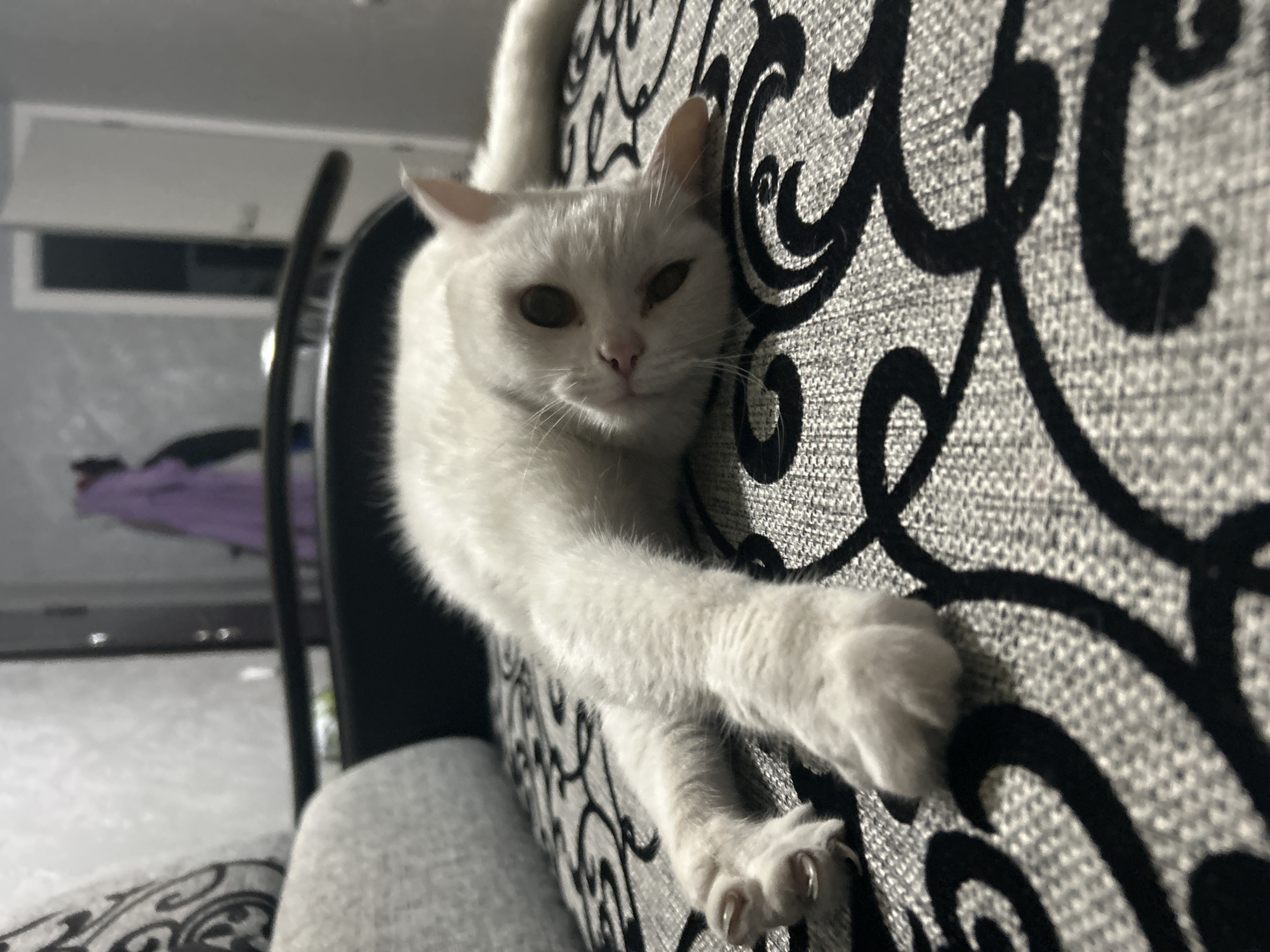 A white cat is clinging to the patterned side of a couch. The cat's head is tilted slightly, and its front paws are extended, claws visible. A chair is partially visible behind the cat, and a window and possibly a radiator are in the background. The location is identified as Chaikovsky, Russia, but there's no visible information to verify that.