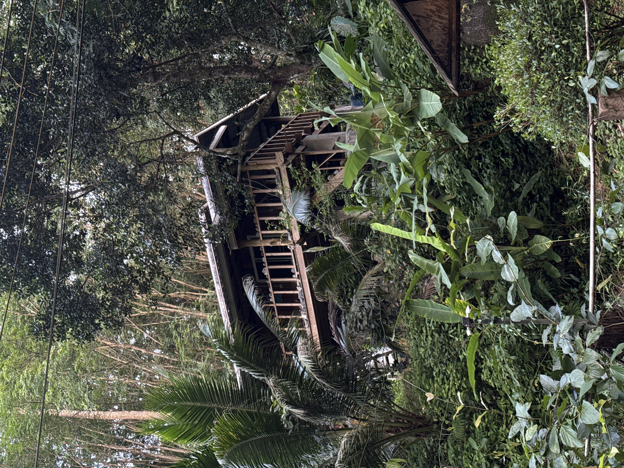 An elevated wooden structure with a peaked roof and a railing is nestled within a dense, verdant forest on a hillside, possibly located in or near Khok Kloi, Thailand. The structure appears weathered and is integrated into the natural surroundings, with large palm fronds and other lush foliage partially obscuring it. A wooden staircase leads up to the elevated section. The environment is characterized by abundant trees, tropical plants, and a sloped terrain. The scene is captured from a medium distance, showing the interplay between the man-made structure and the wild vegetation. There are no people visible in the image.