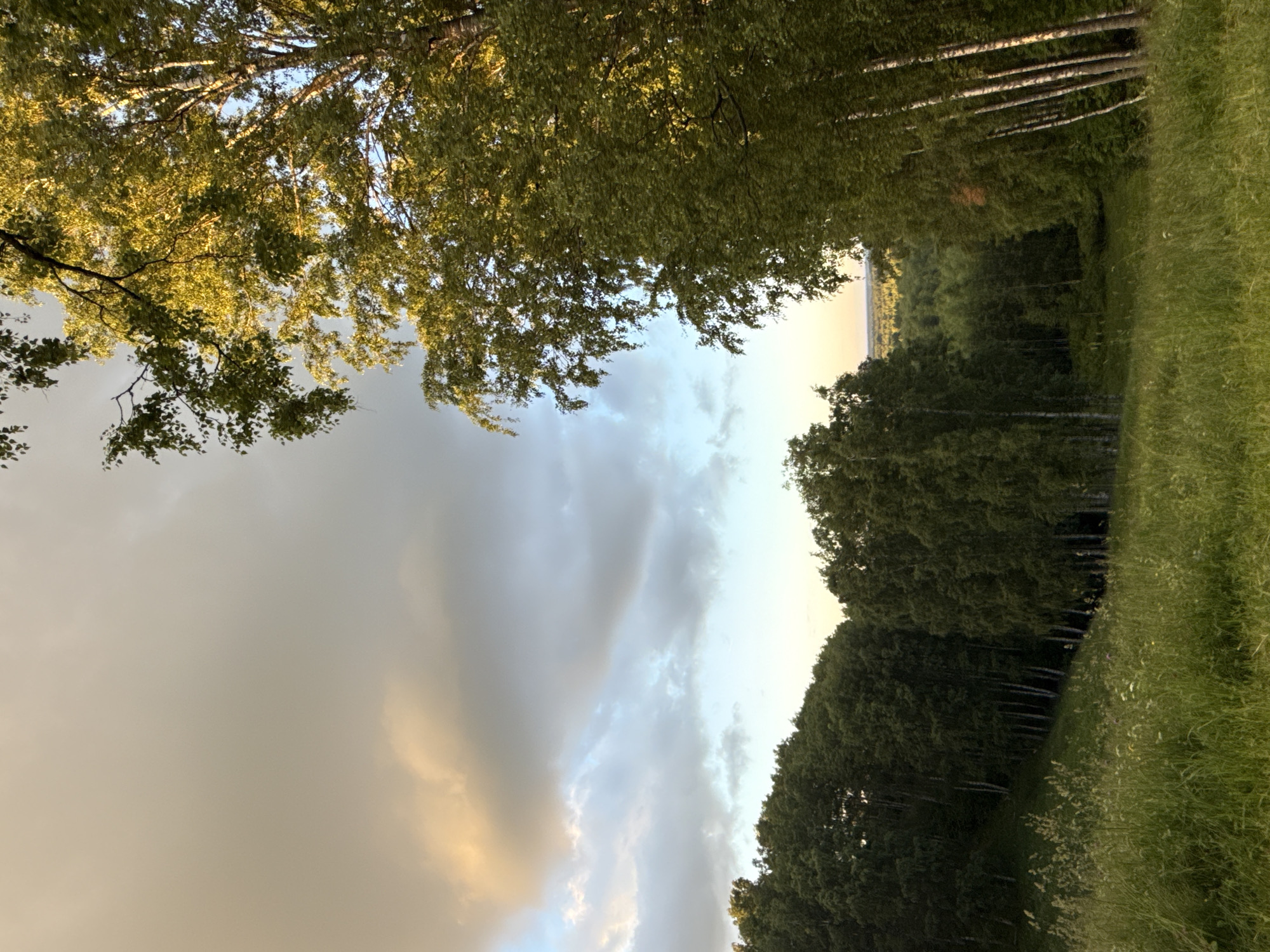 An outdoor, low-angle, vertical shot captures a serene landscape in Voeikovo, Russia. The sky is a dramatic canvas of soft grey and white clouds, with hints of golden light breaking through from the upper right. The foreground is dominated by a lush, grassy meadow dotted with small white wildflowers. Beyond the meadow, a dense forest of dark green trees stretches across the mid-ground, with the distinctive white trunks of birch trees interspersed among them. In the upper right of the frame, the bright green leaves of a tall tree are illuminated by the setting sun. The overall atmosphere is peaceful and natural, evoking the tranquility of the Russian countryside.