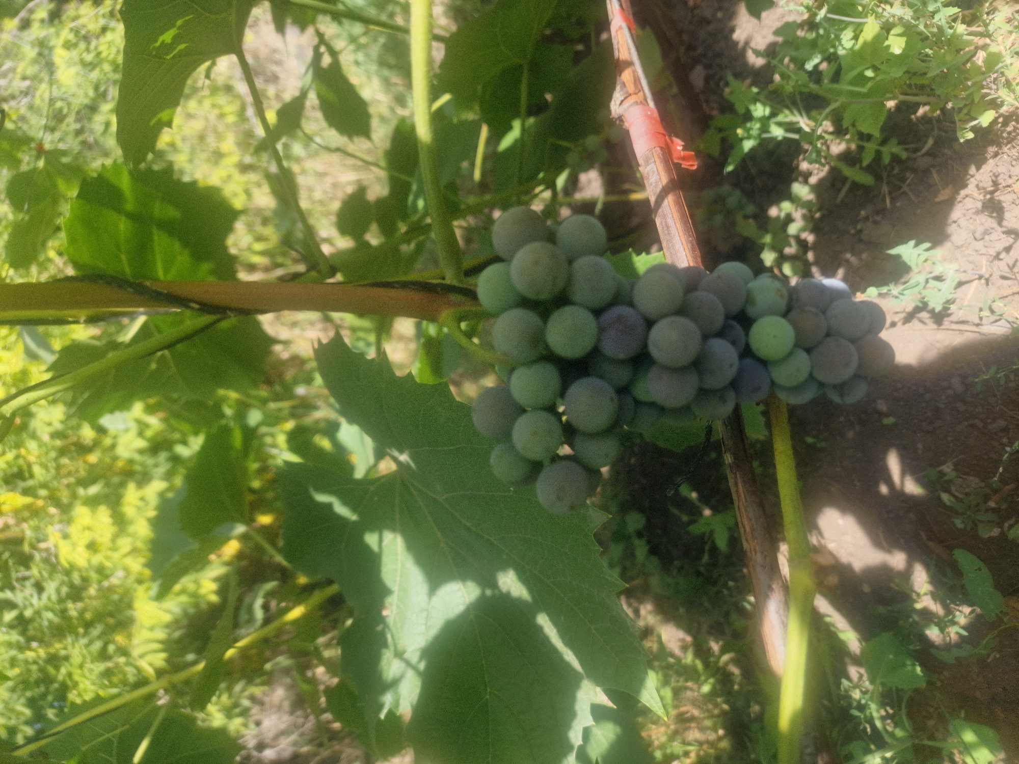 A close-up, low-angle, natural light photograph shows a cluster of unripe green grapes hanging from a vine in a garden setting. The grapes are round and closely packed, with some exhibiting a slight bluish-purple hue, indicating the early stages of ripening. The vine stalk is light brown and sturdy, with a dark green vine wrapped around it for support. Large, green grape leaves with visible veins surround the fruit. In the background, the scene is filled with a blur of green foliage and dappled sunlight, suggesting an outdoor environment. The ground beneath the vine is visible, covered with dry soil and small green plants. A horizontal, rough brown branch with a red tie is positioned in the lower right quadrant, partially obscured by the grape cluster. The overall impression is one of natural growth and cultivation in a sunny, outdoor location. There are no people or animals visible in the image. The location is identified as the city of Makinsk, Kazakhstan, though this visual information cannot be independently verified from the photograph alone.